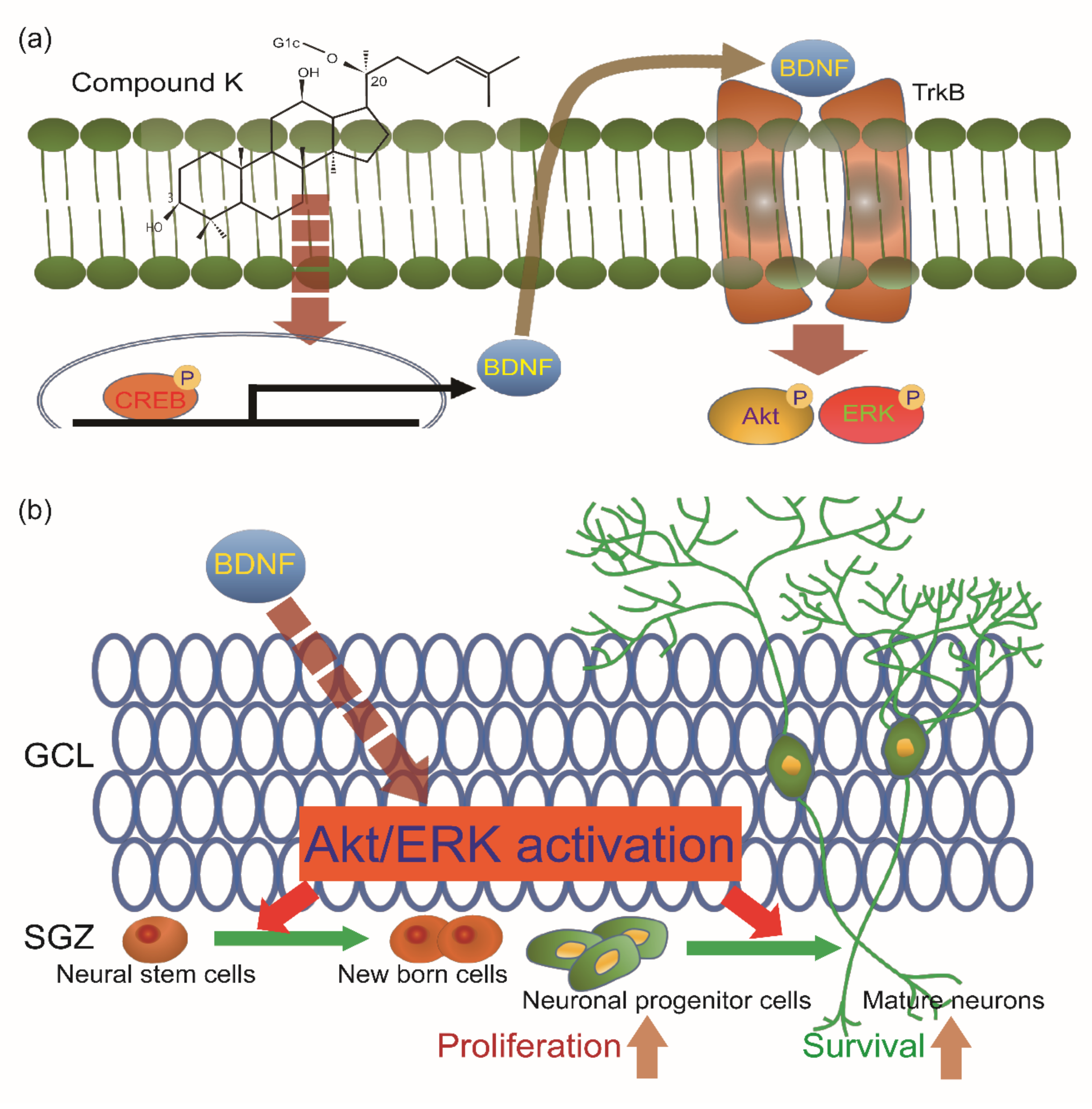 Biomolecules 10 00484 g007