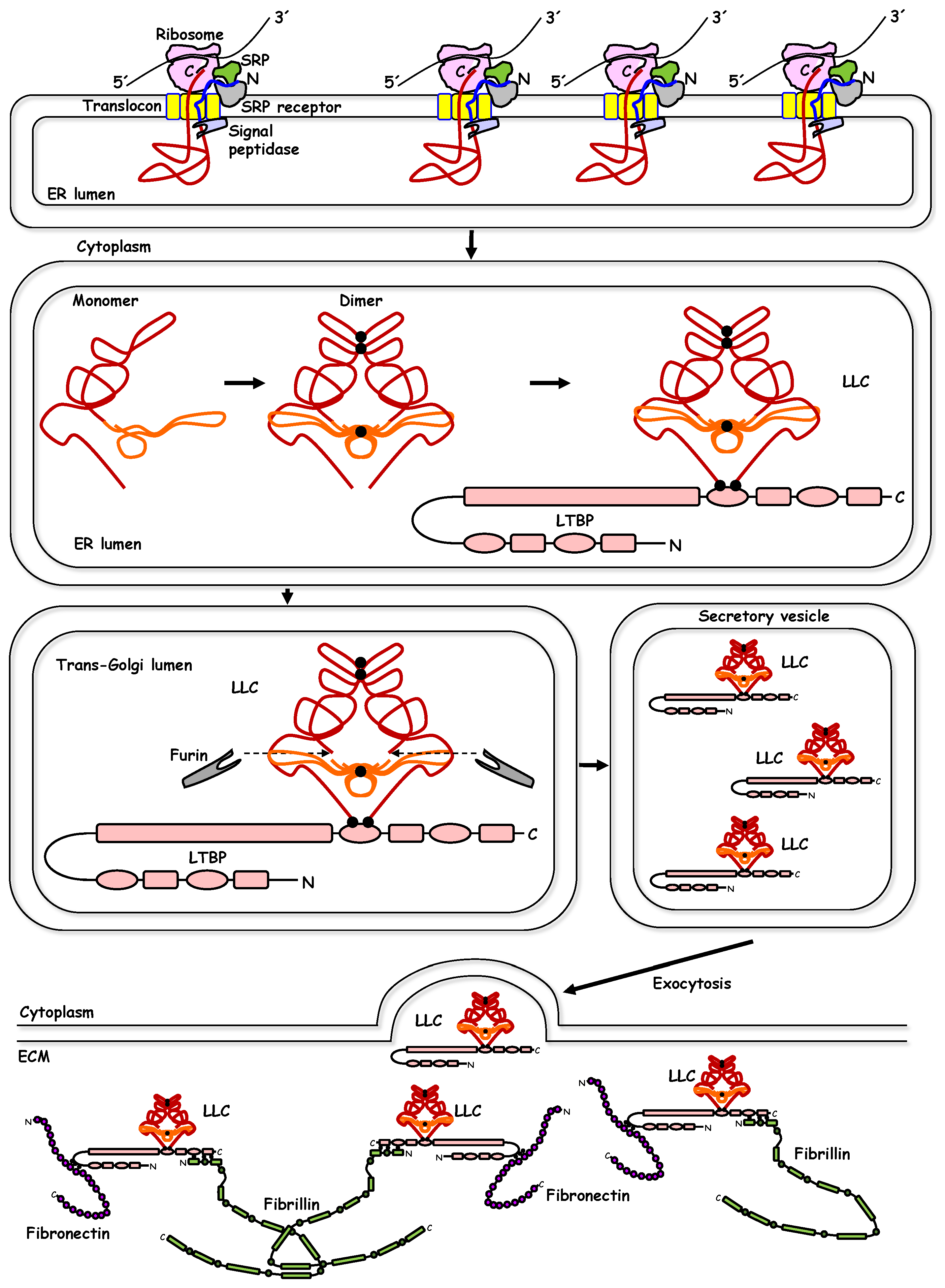 Biomolecules 10 00487 g001 Biomolecules 10 00487 g001