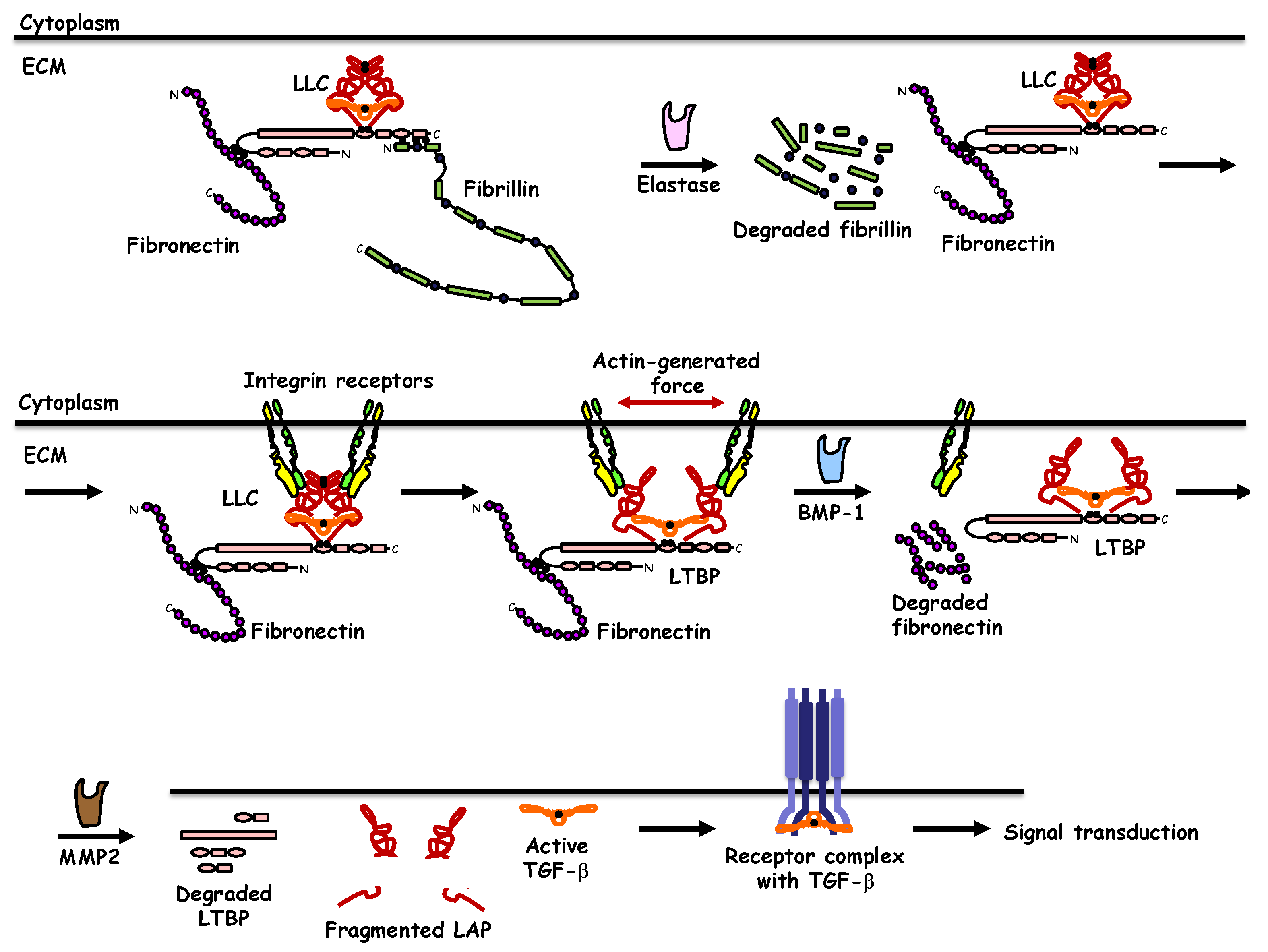Biomolecules 10 00487 g002 Biomolecules 10 00487 g002