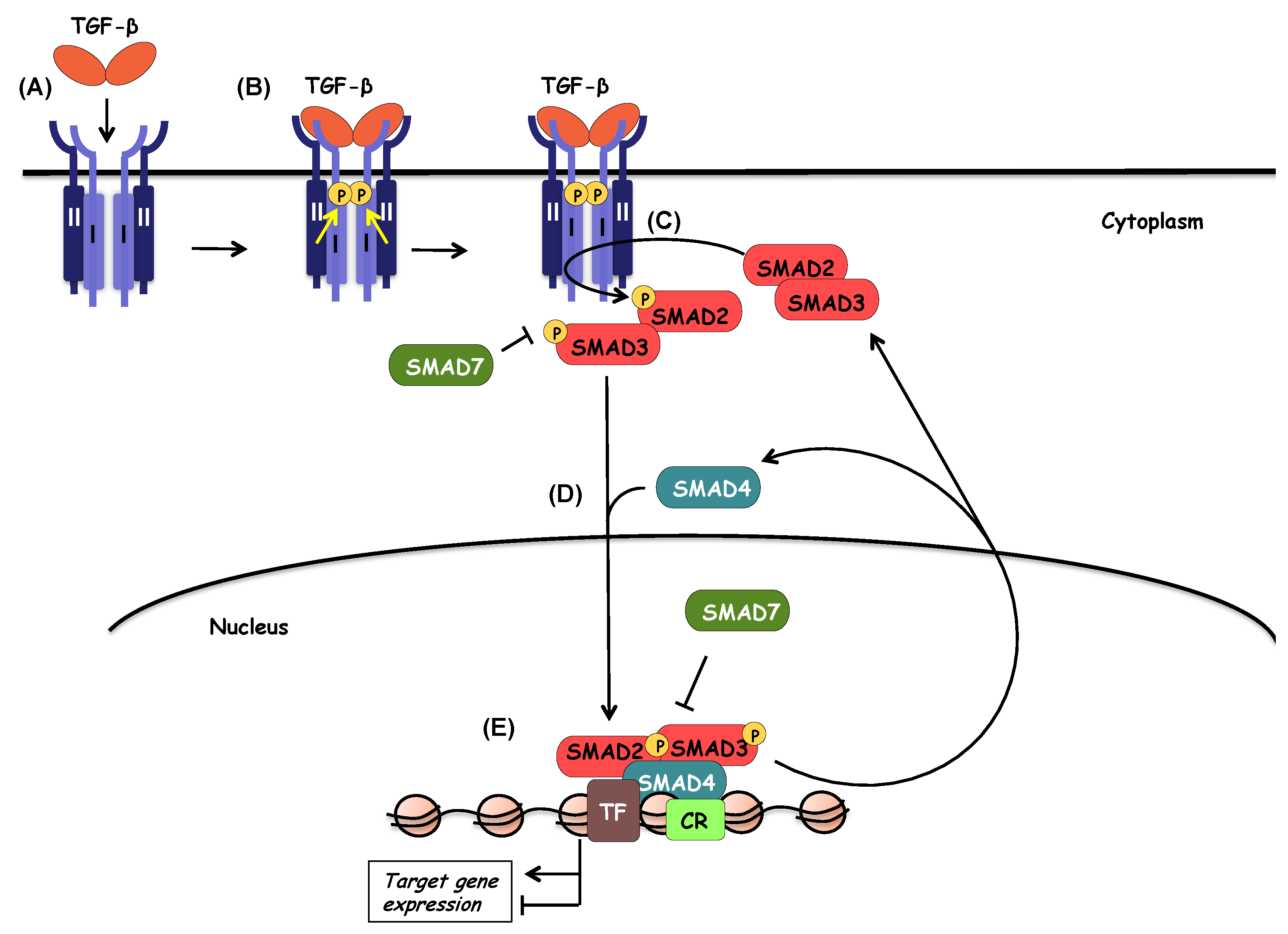 Biomolecules 10 00487 g003 Biomolecules 10 00487 g003