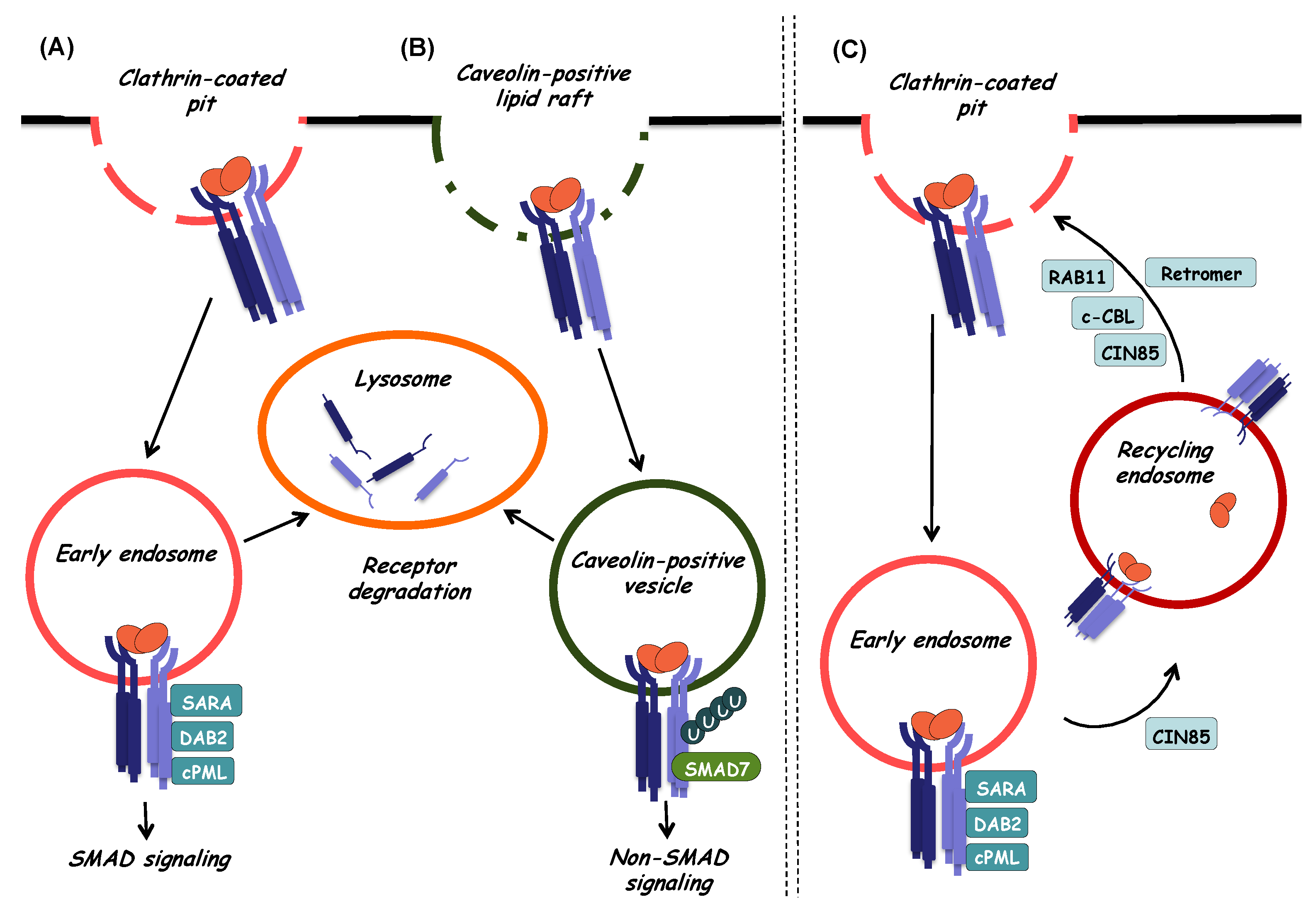 Biomolecules 10 00487 g004 Biomolecules 10 00487 g004
