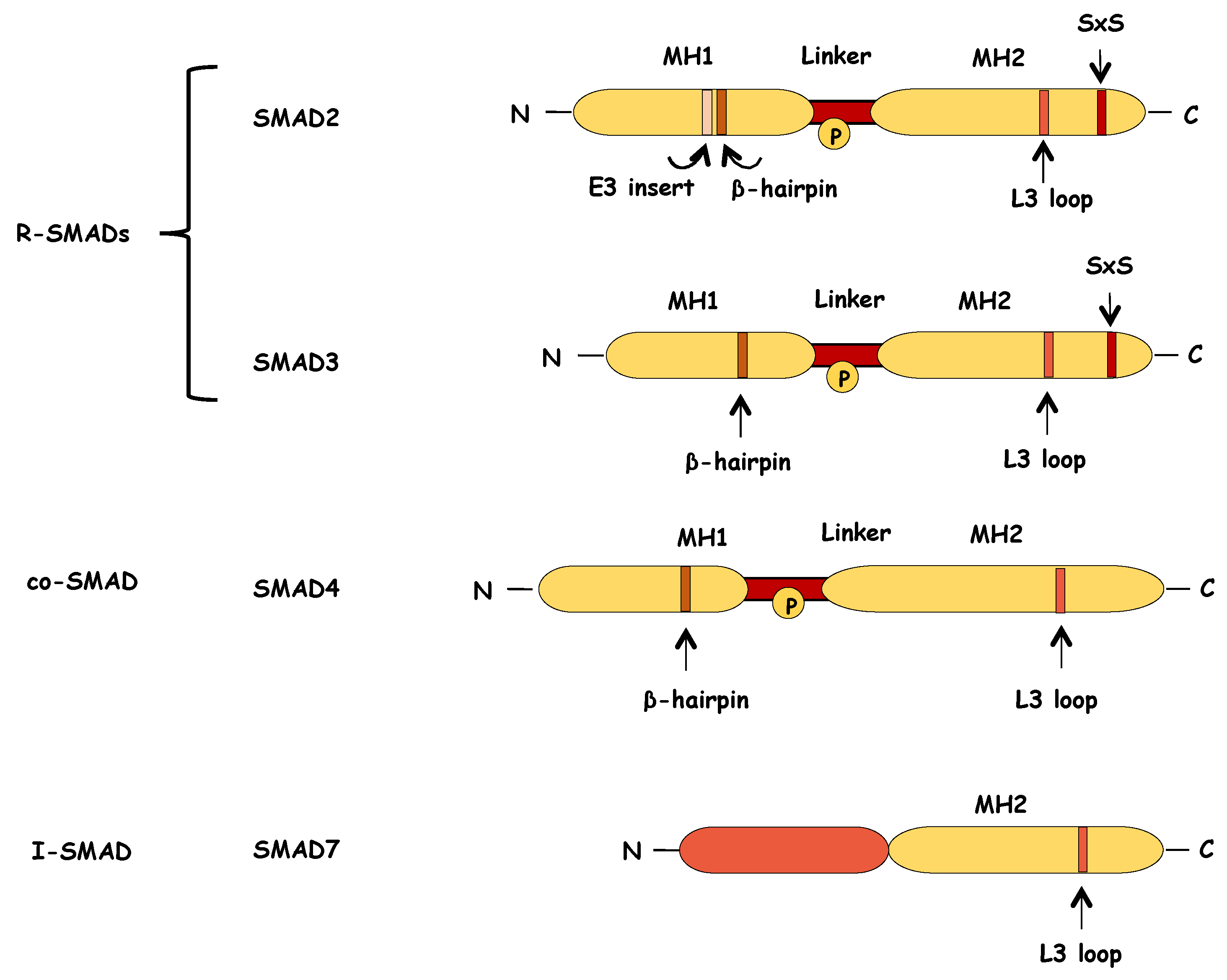 Biomolecules 10 00487 g005 Biomolecules 10 00487 g005