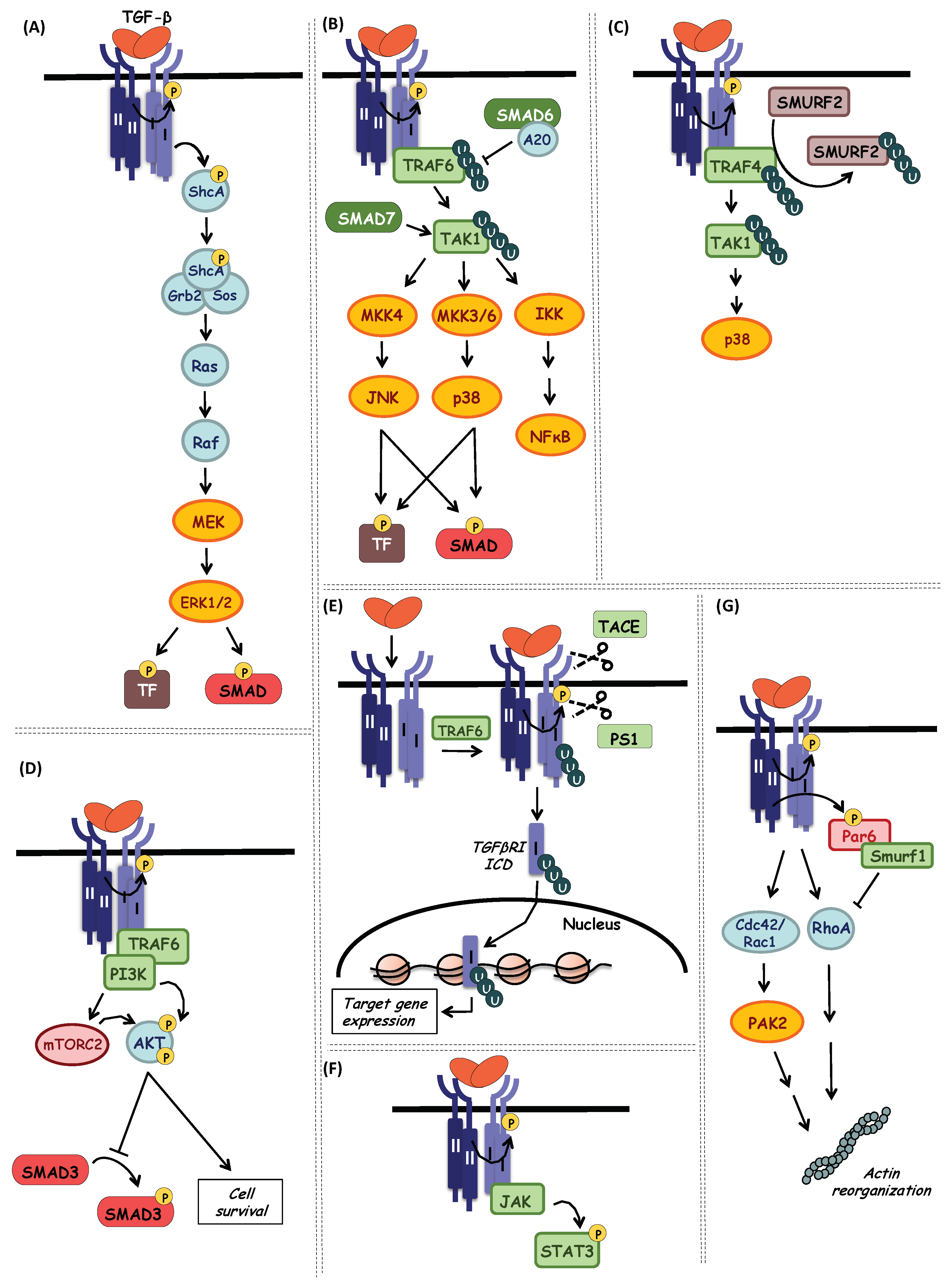 Biomolecules 10 00487 g006 Biomolecules 10 00487 g006