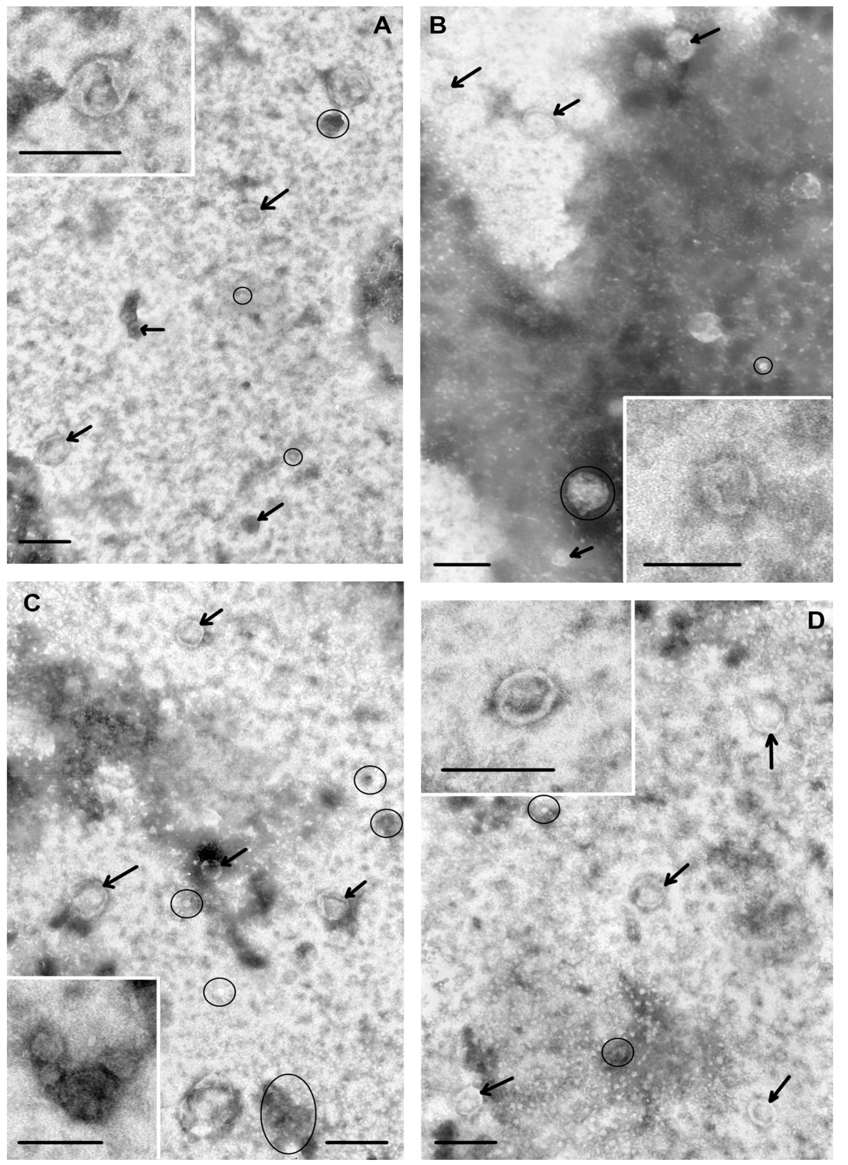 Biomolecules 10 00495 g001