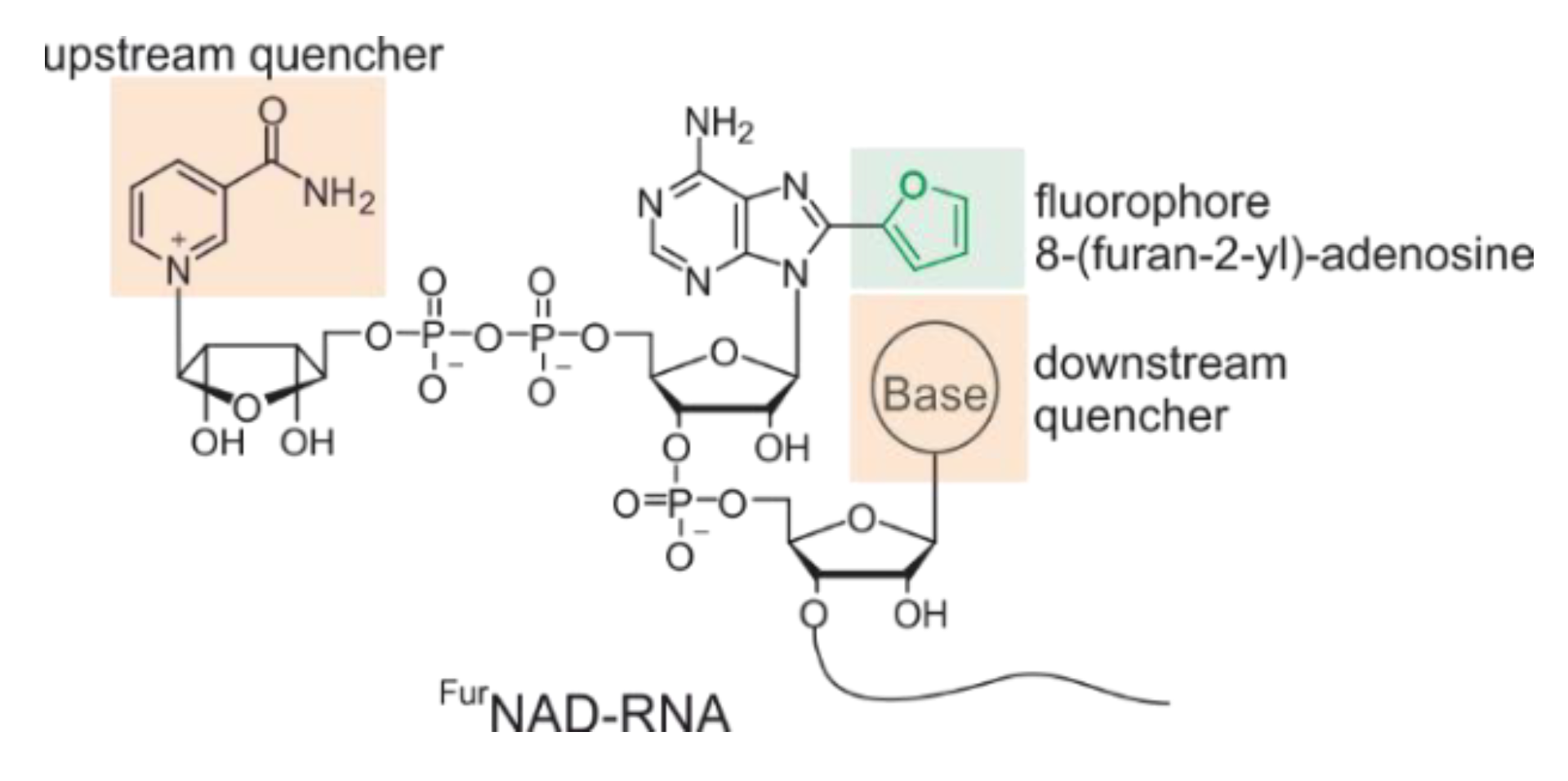 Biomolecules 10 00513 g002 Biomolecules 10 00513 g002