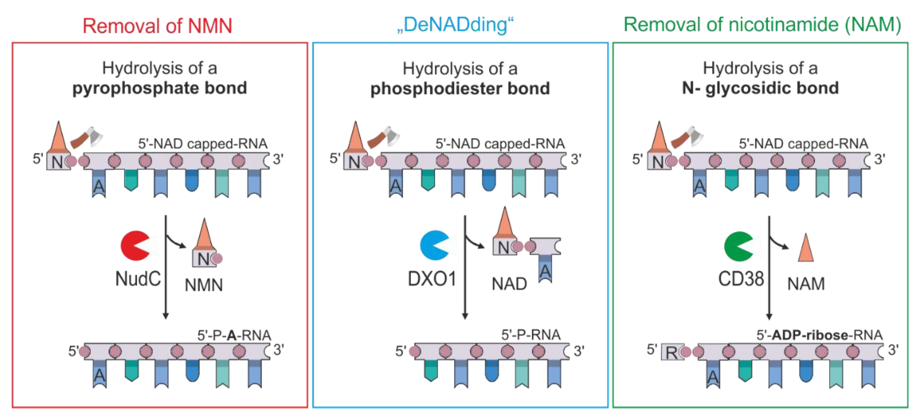 Biomolecules 10 00513 g006 Biomolecules 10 00513 g006