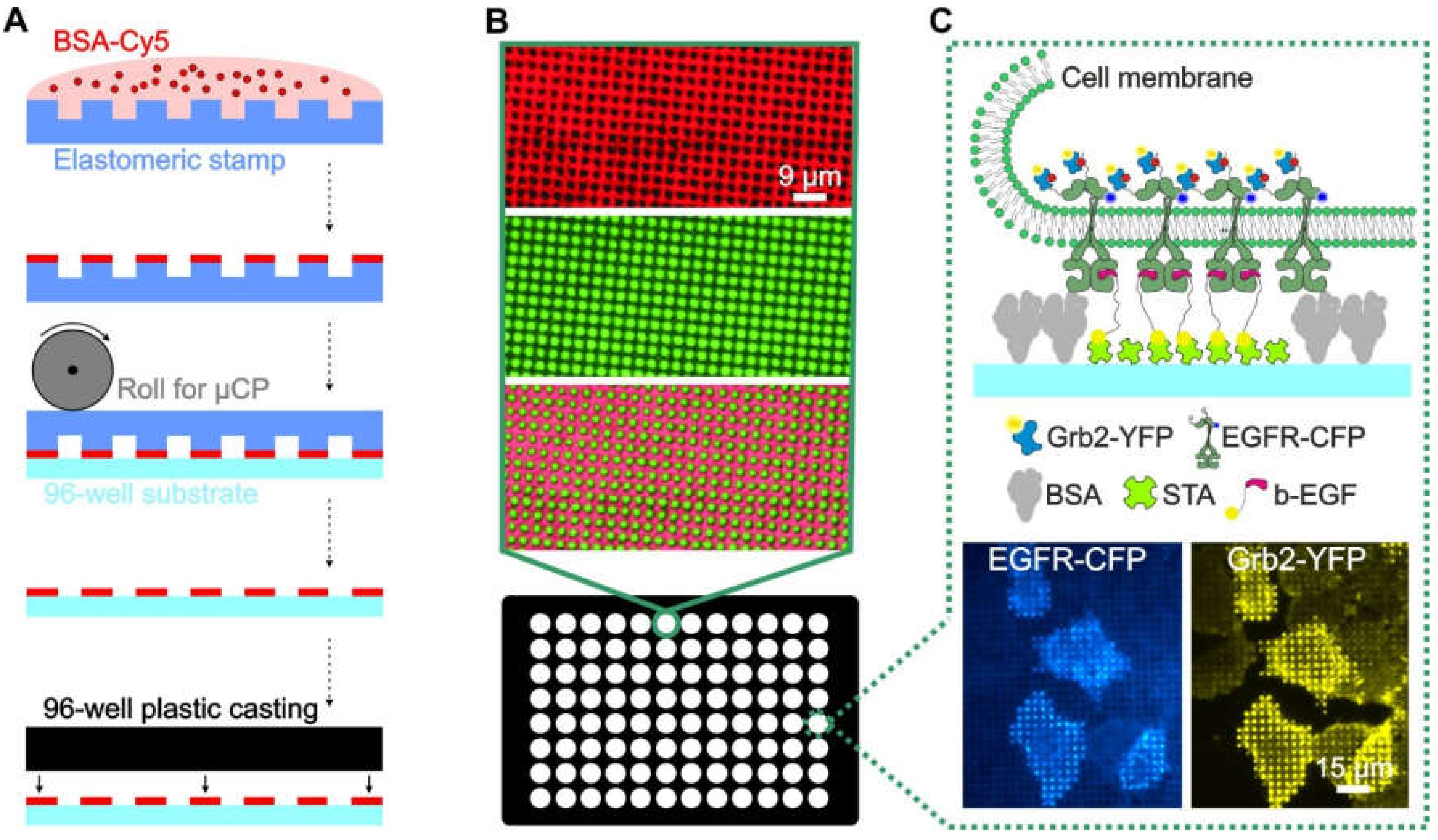 Biomolecules 10 00540 g001