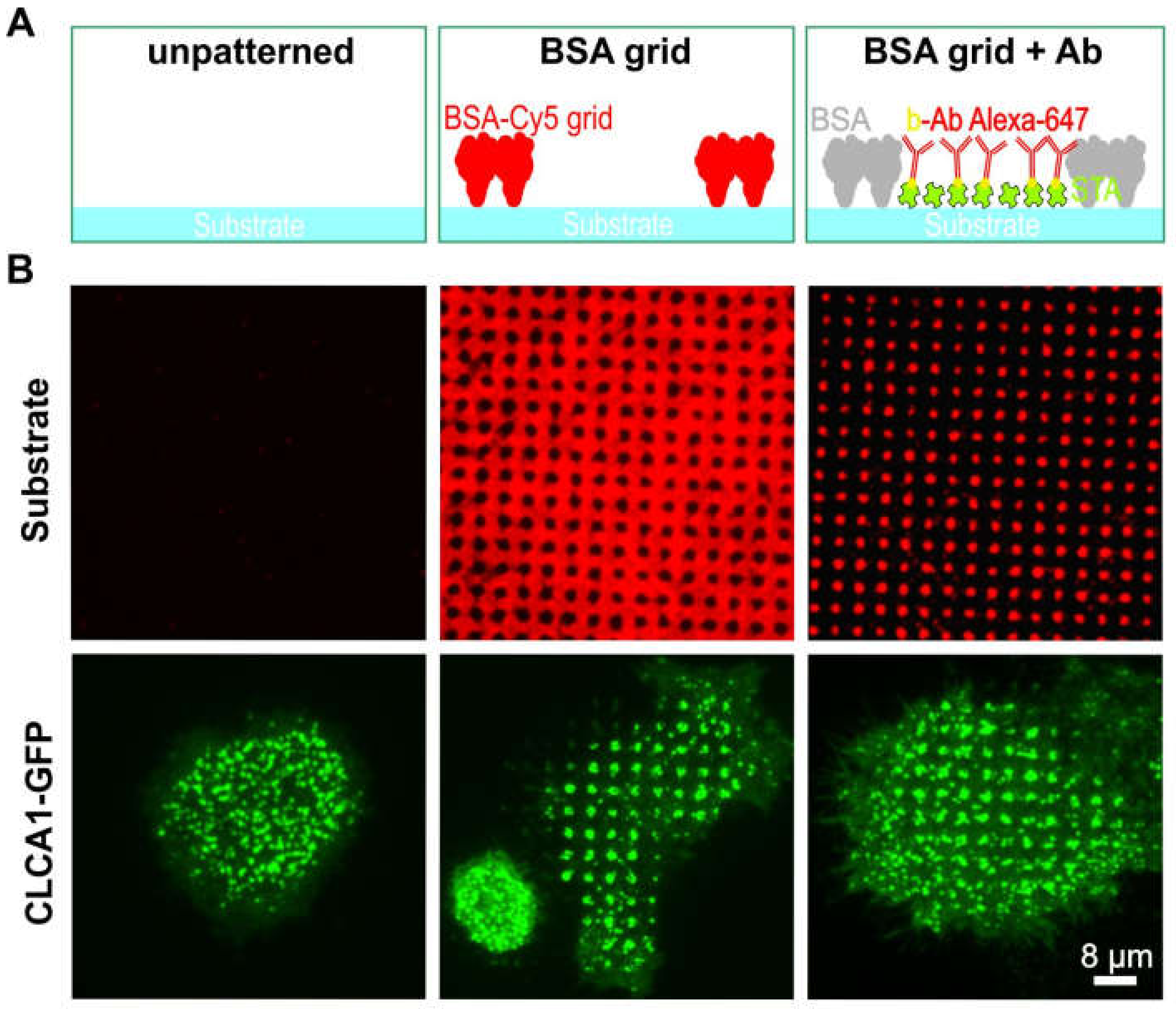 Biomolecules 10 00540 g002