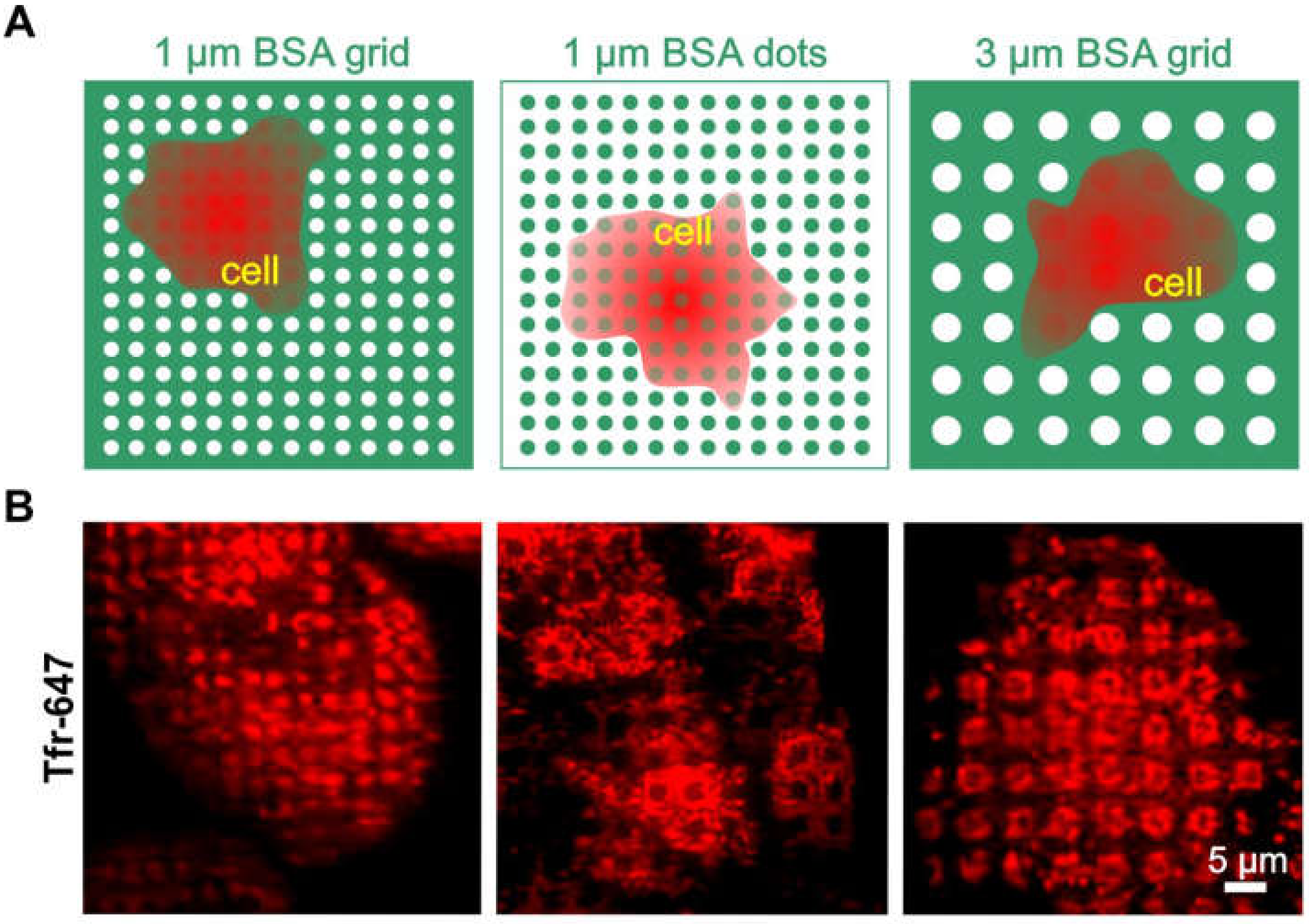 Biomolecules 10 00540 g003