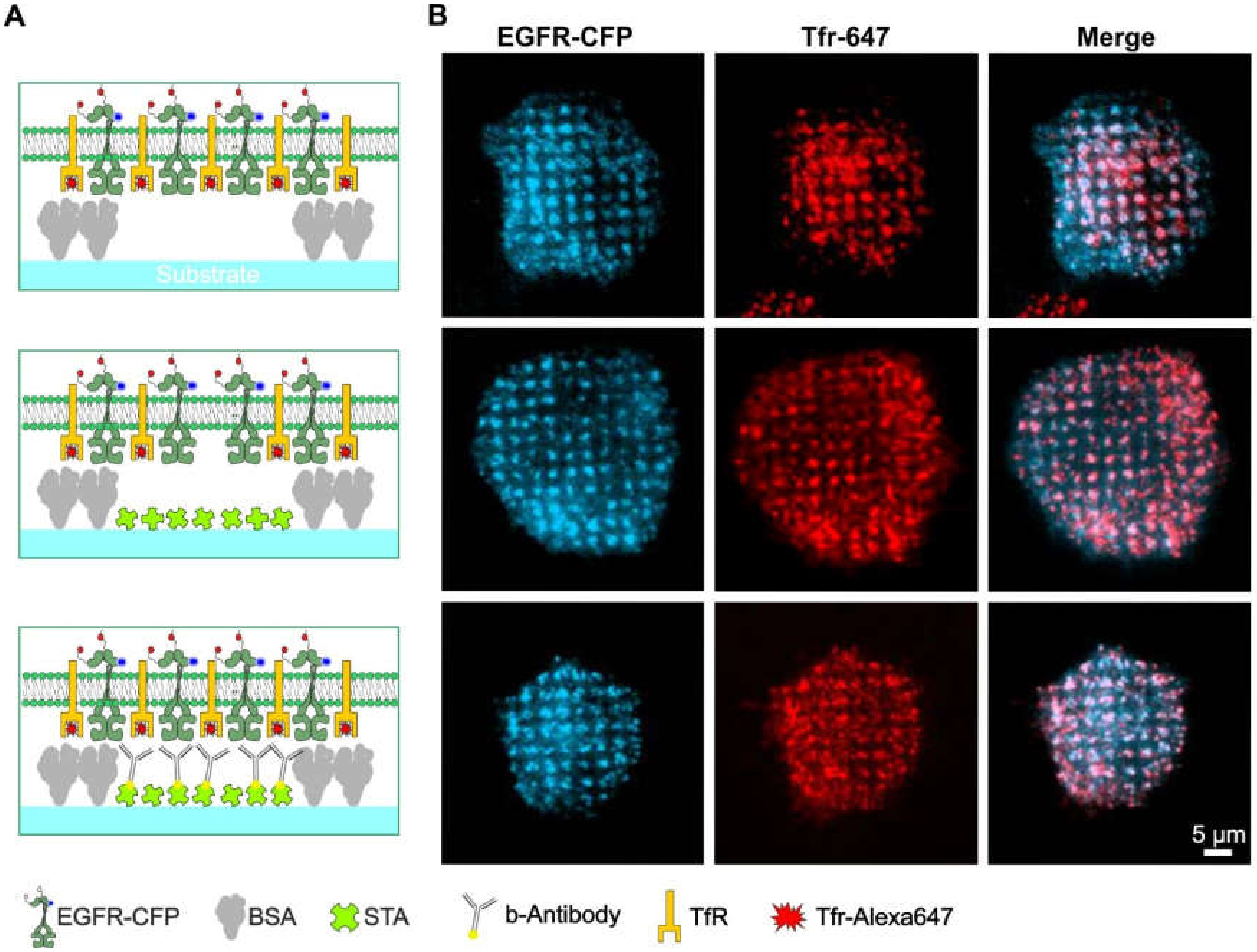 Biomolecules 10 00540 g004