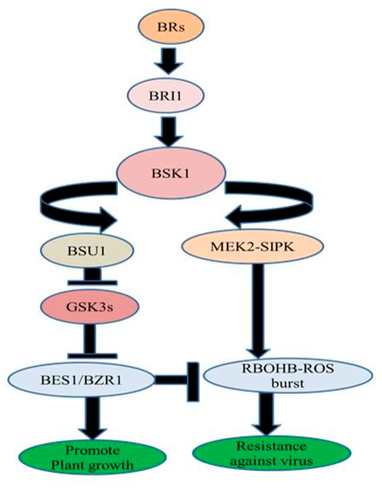 Biomolecules 10 00572 g003 Biomolecules 10 00572 g003