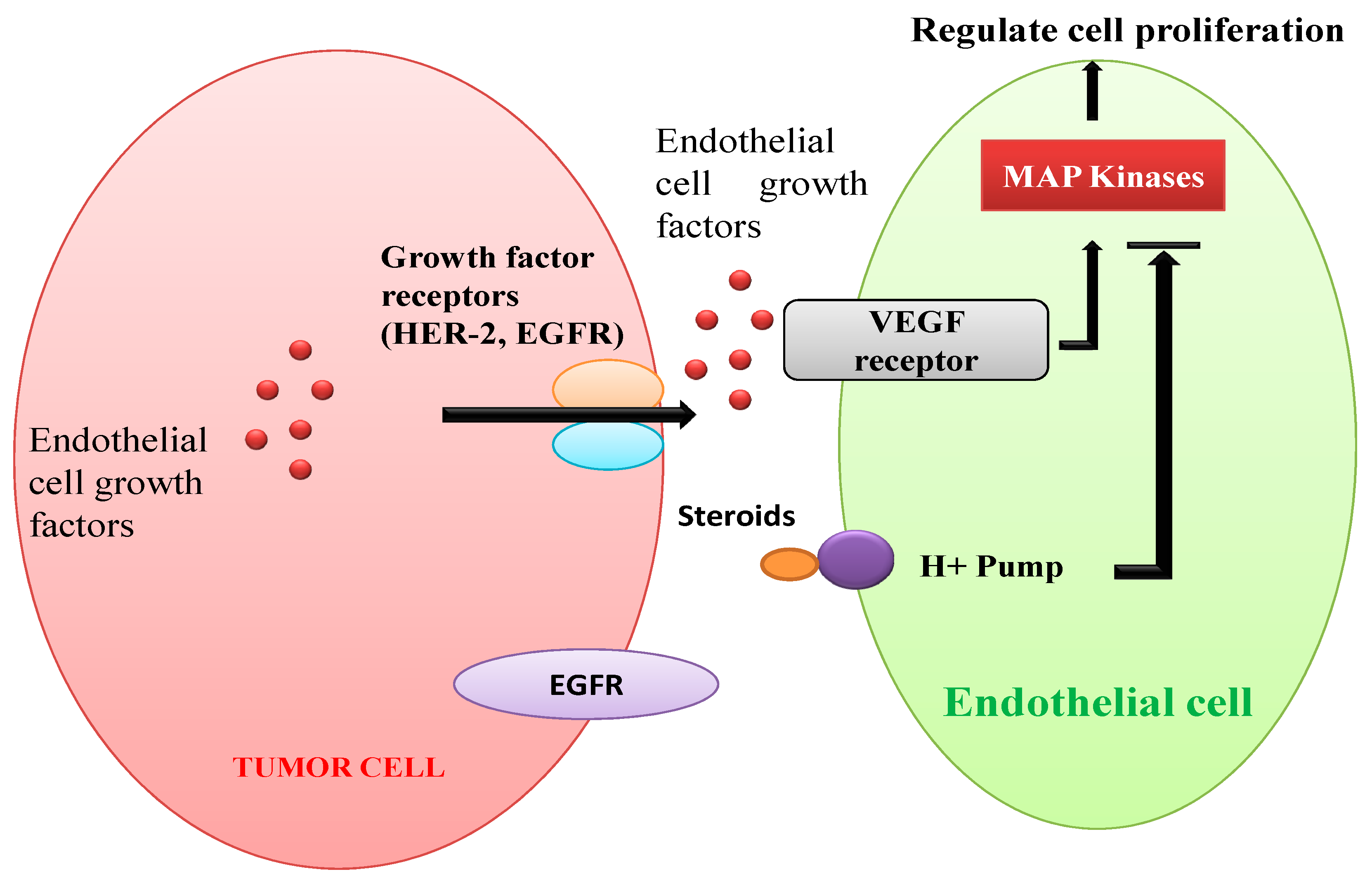 Biomolecules 10 00572 g005 Biomolecules 10 00572 g005