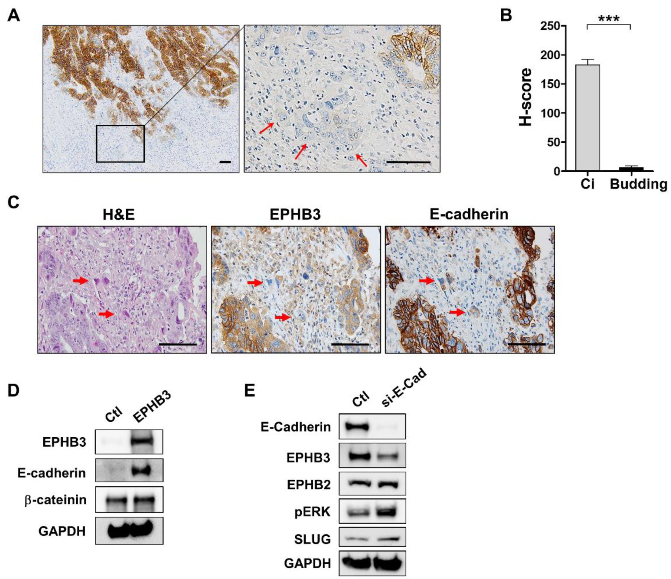 Biomolecules 10 00602 g004