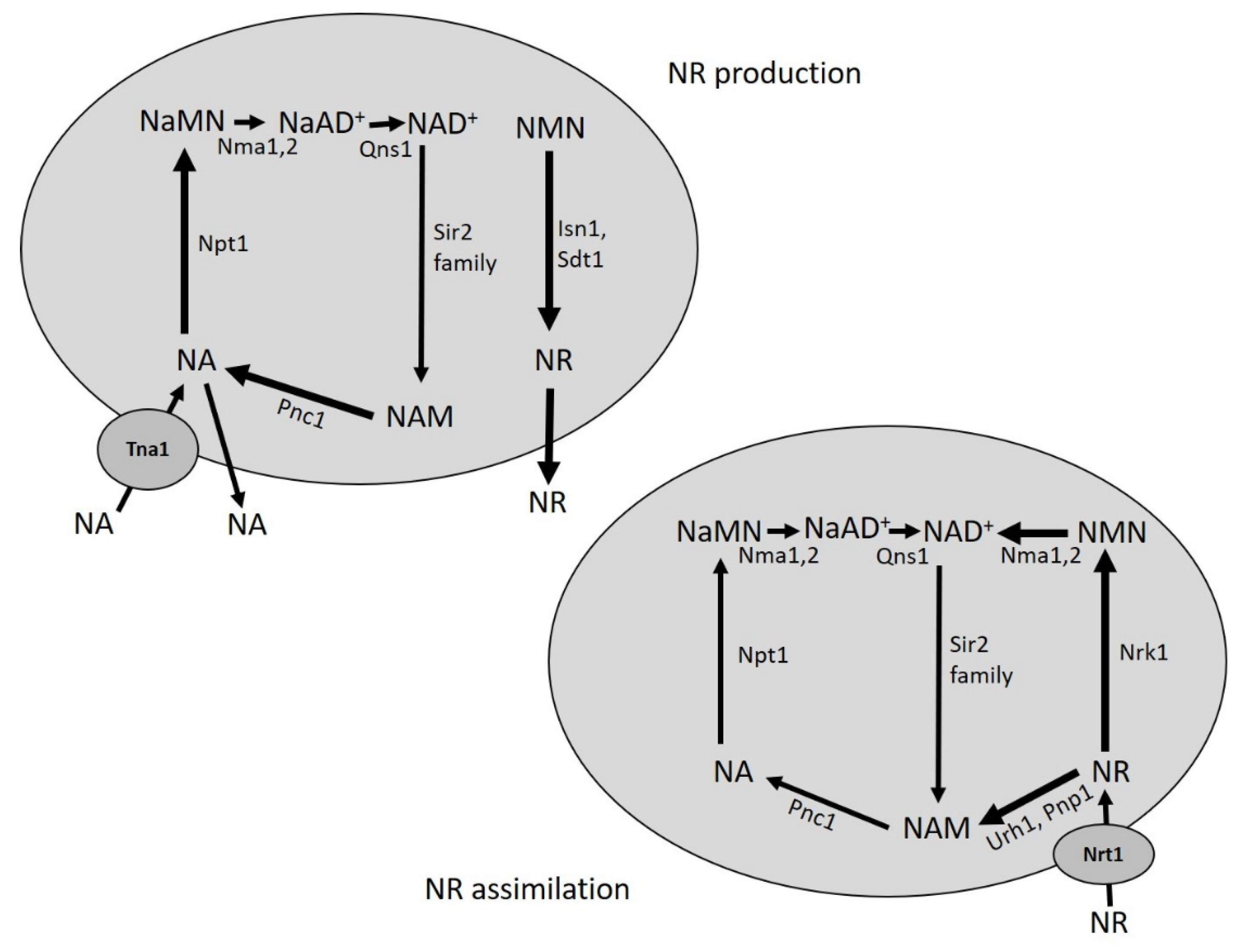 Biomolecules 10 00604 g002 Biomolecules 10 00604 g002
