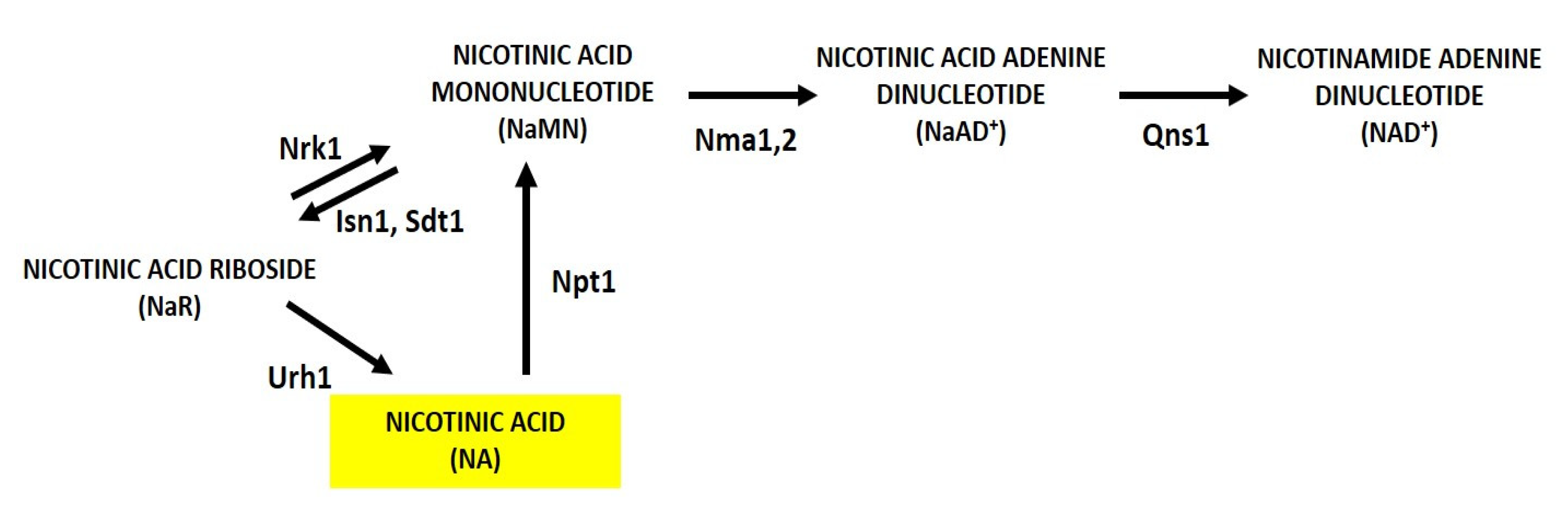 Biomolecules 10 00604 g003 Biomolecules 10 00604 g003