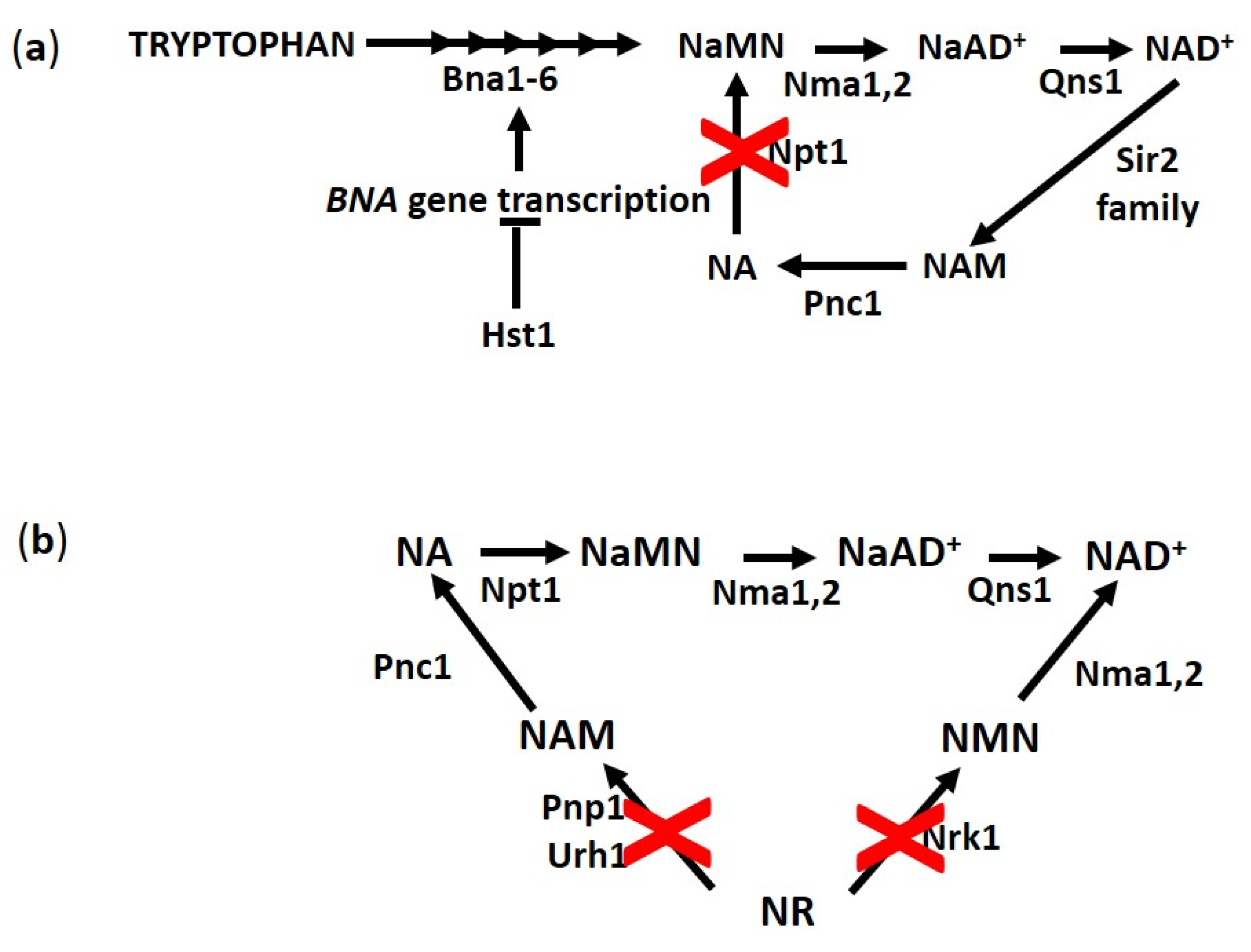 Biomolecules 10 00604 g004 Biomolecules 10 00604 g004