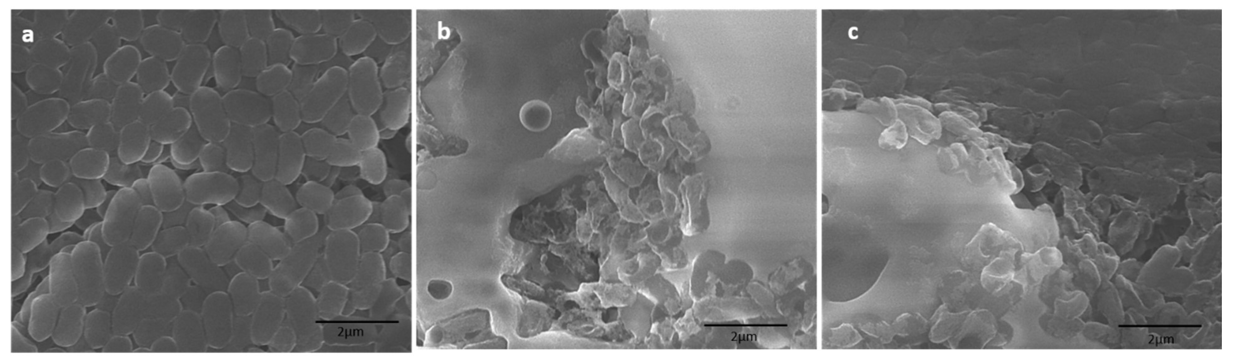 Biomolecules 10 00622 g007 Biomolecules 10 00622 g007