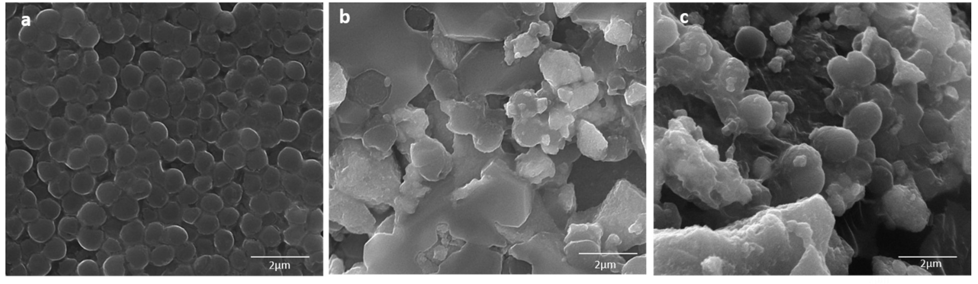 Biomolecules 10 00622 g008 Biomolecules 10 00622 g008
