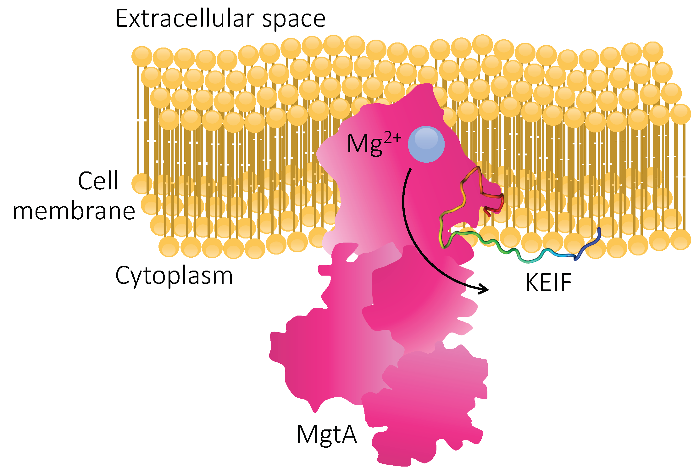 Biomolecules 10 00623 g011 Biomolecules 10 00623 g011