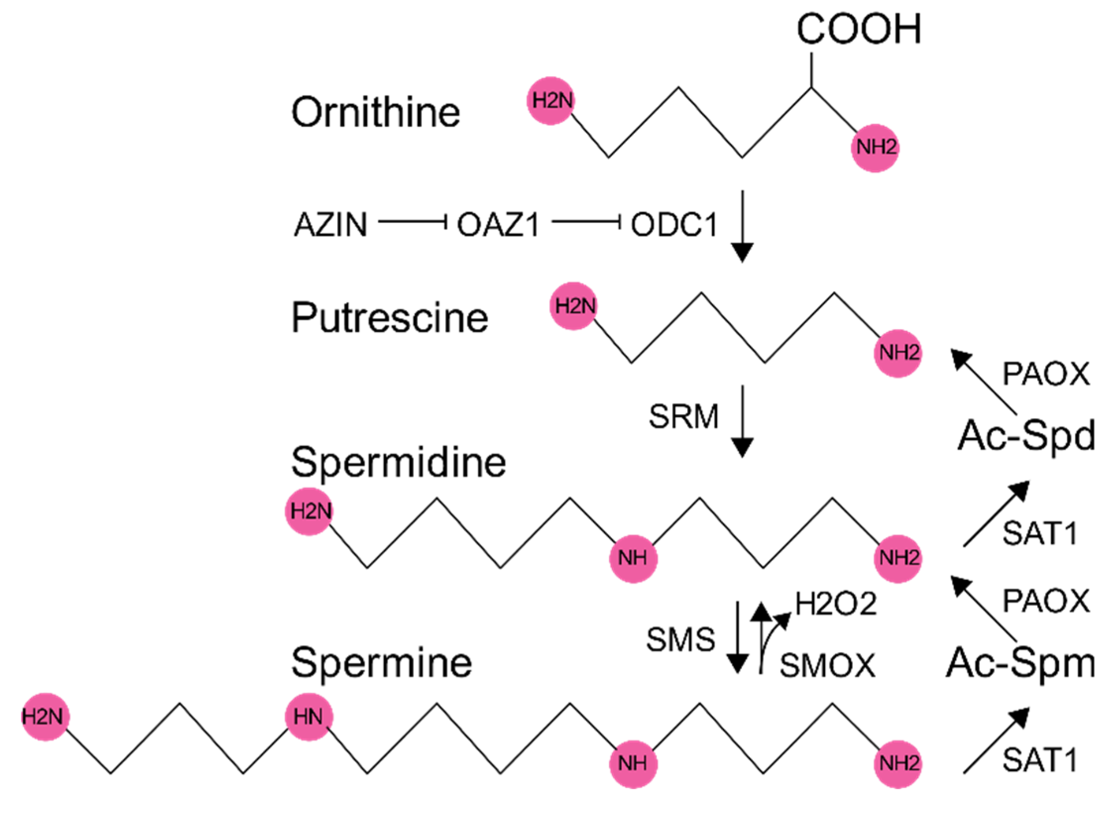 Biomolecules 10 00628 g001 Biomolecules 10 00628 g001