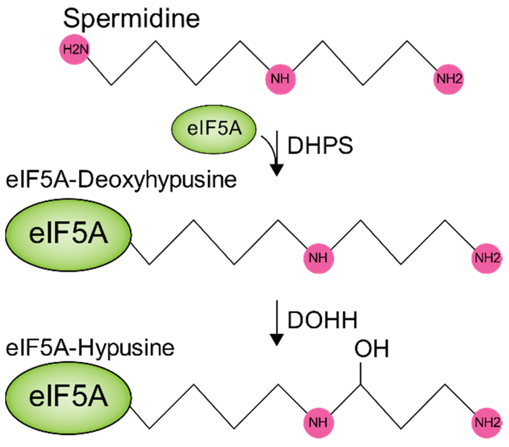 Biomolecules 10 00628 g003 Biomolecules 10 00628 g003