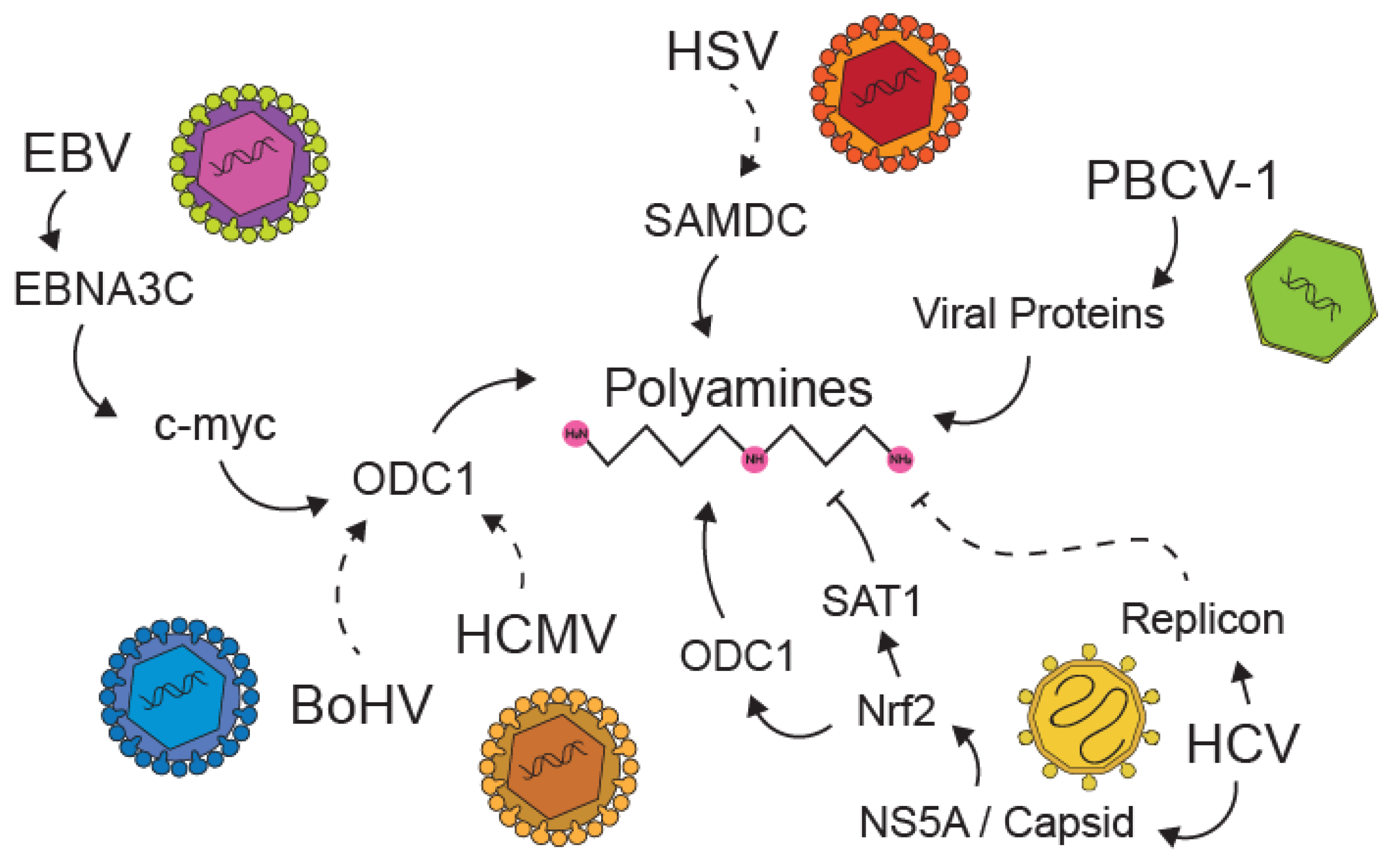 Biomolecules 10 00628 g004 Biomolecules 10 00628 g004
