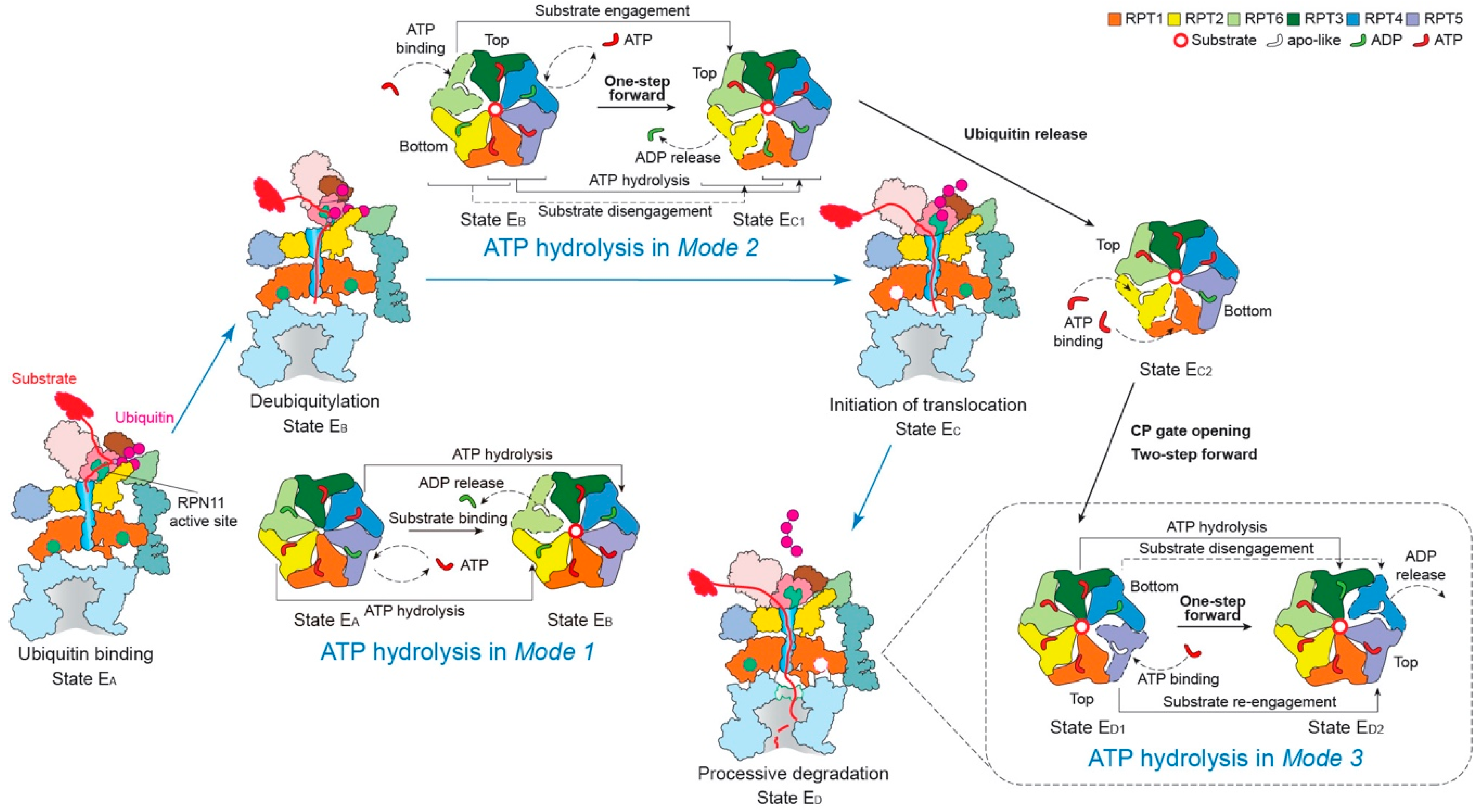 Biomolecules 10 00629 g004