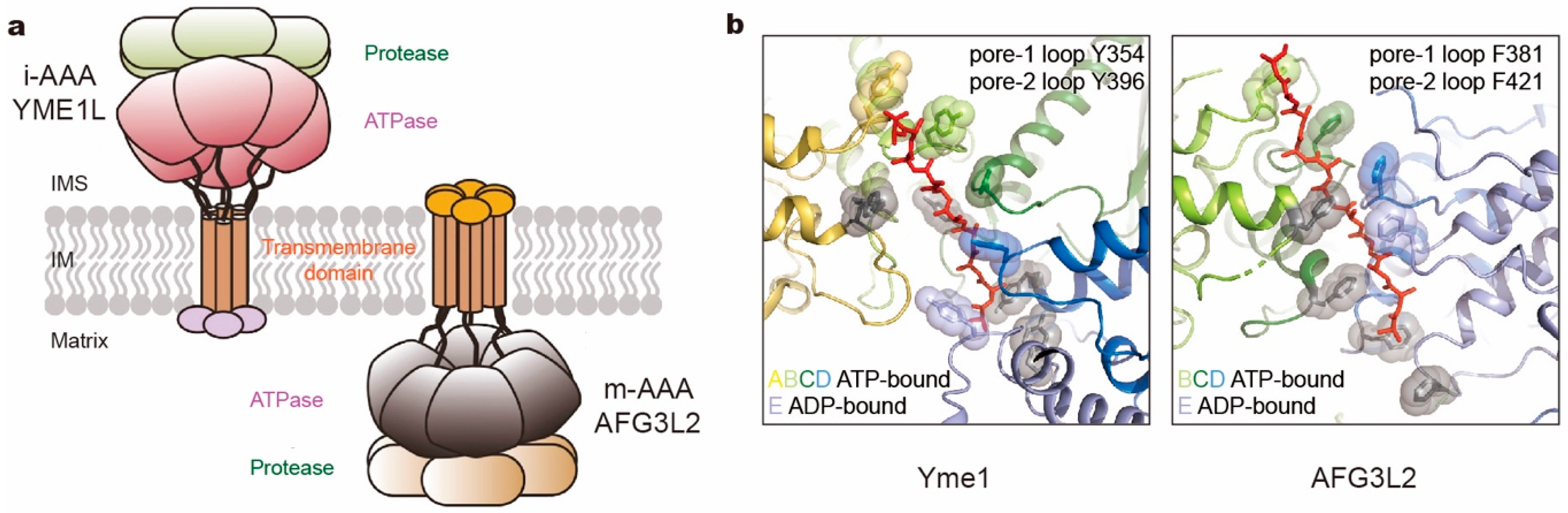 Biomolecules 10 00629 g006