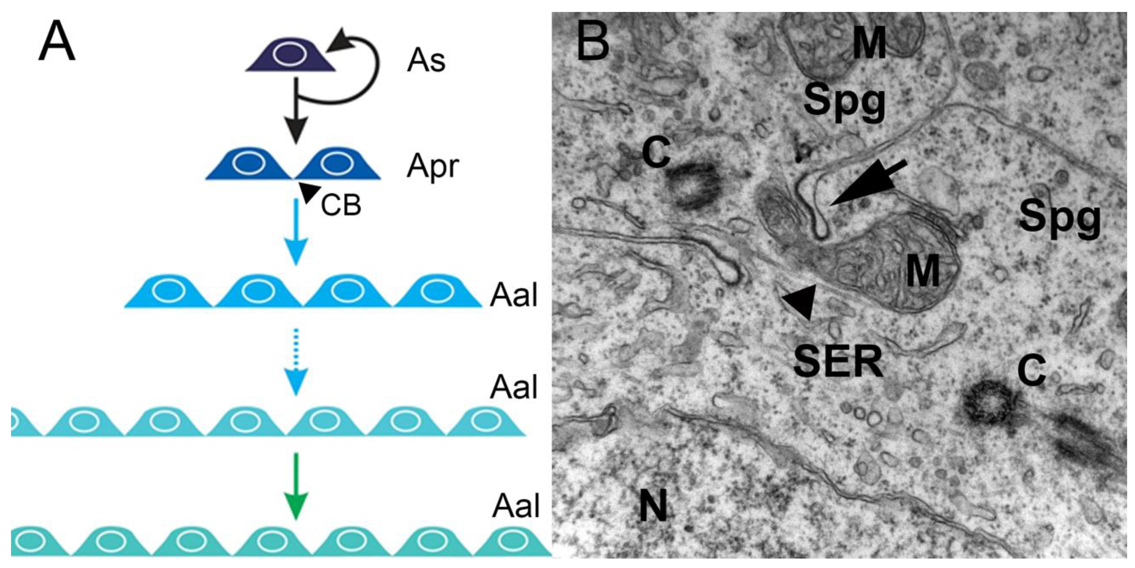 Biomolecules 10 00644 g001 Biomolecules 10 00644 g001