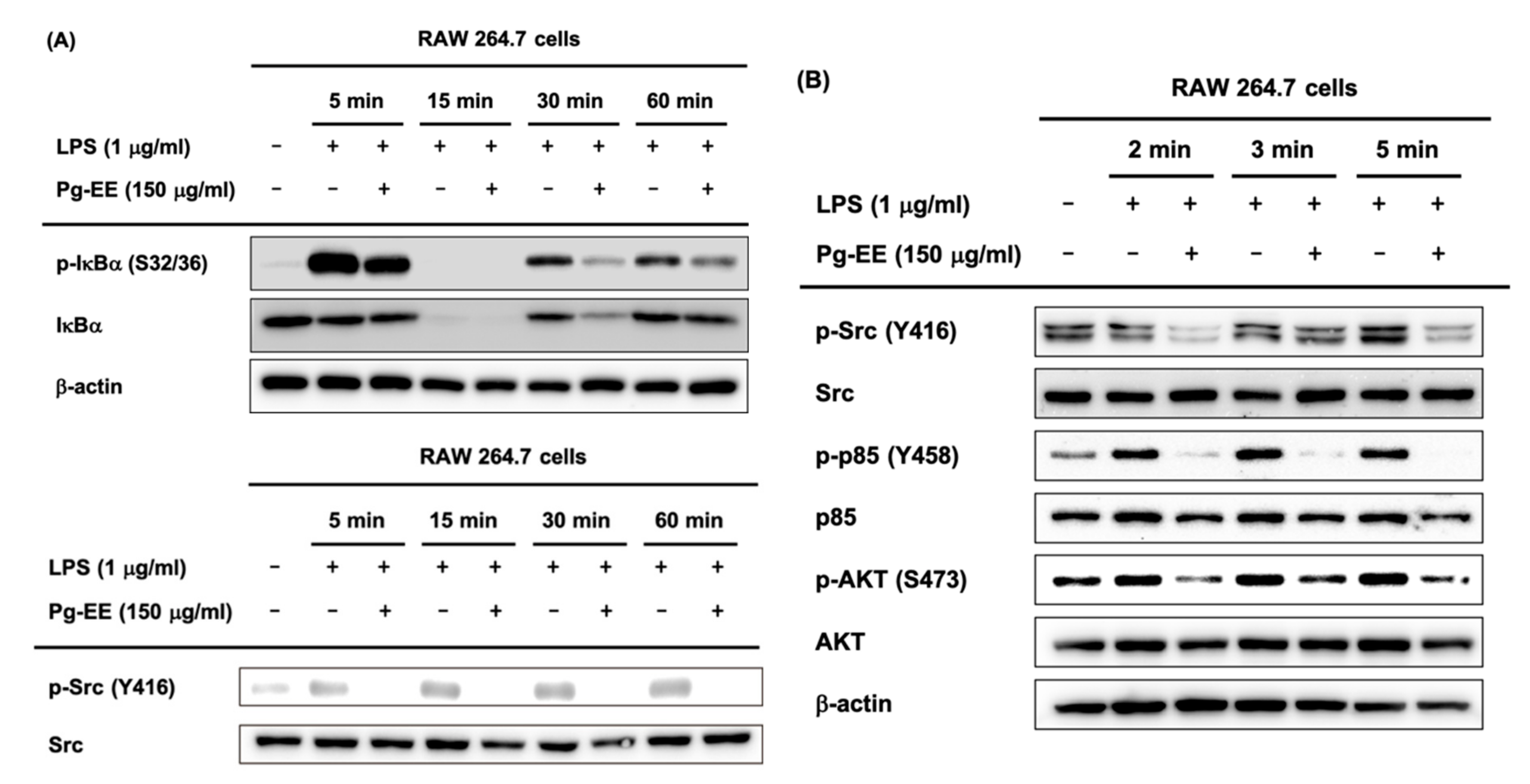 Biomolecules 10 00648 g003 Biomolecules 10 00648 g003