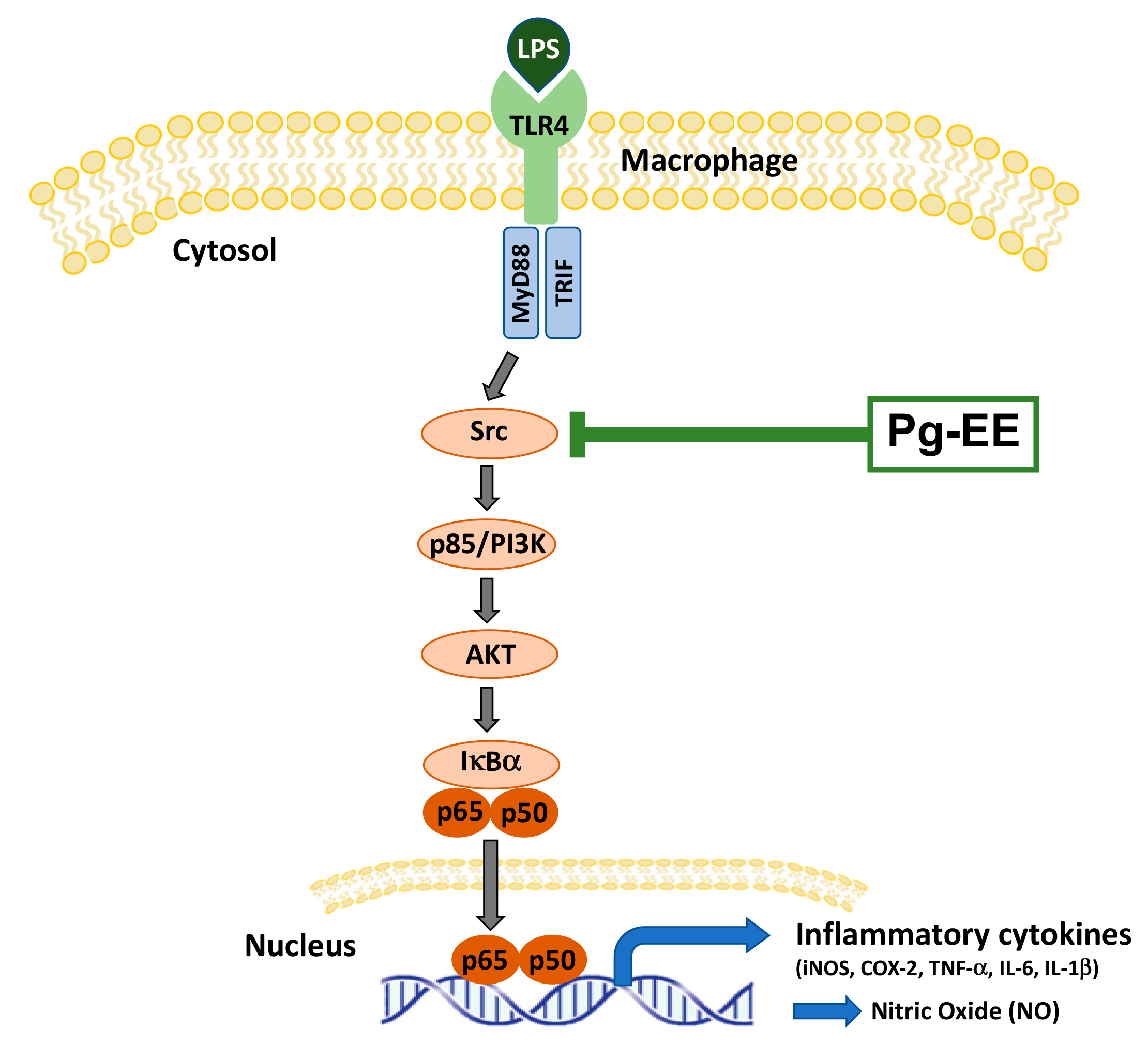 Biomolecules 10 00648 g006 Biomolecules 10 00648 g006