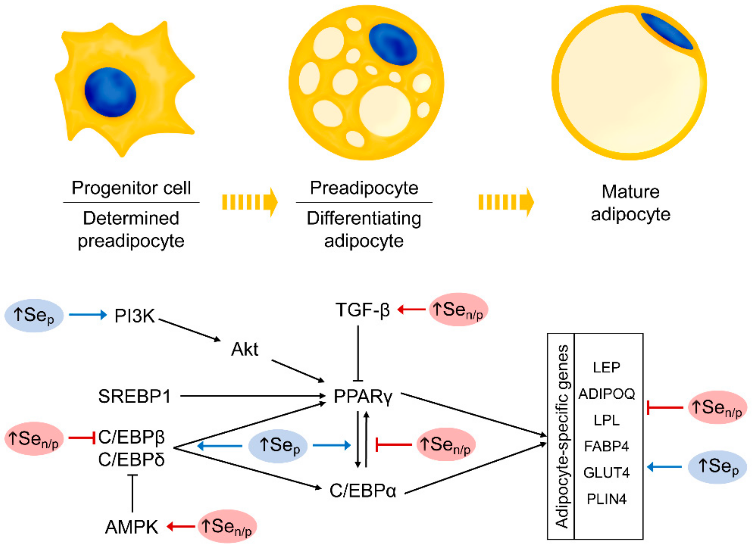Biomolecules 10 00658 g003