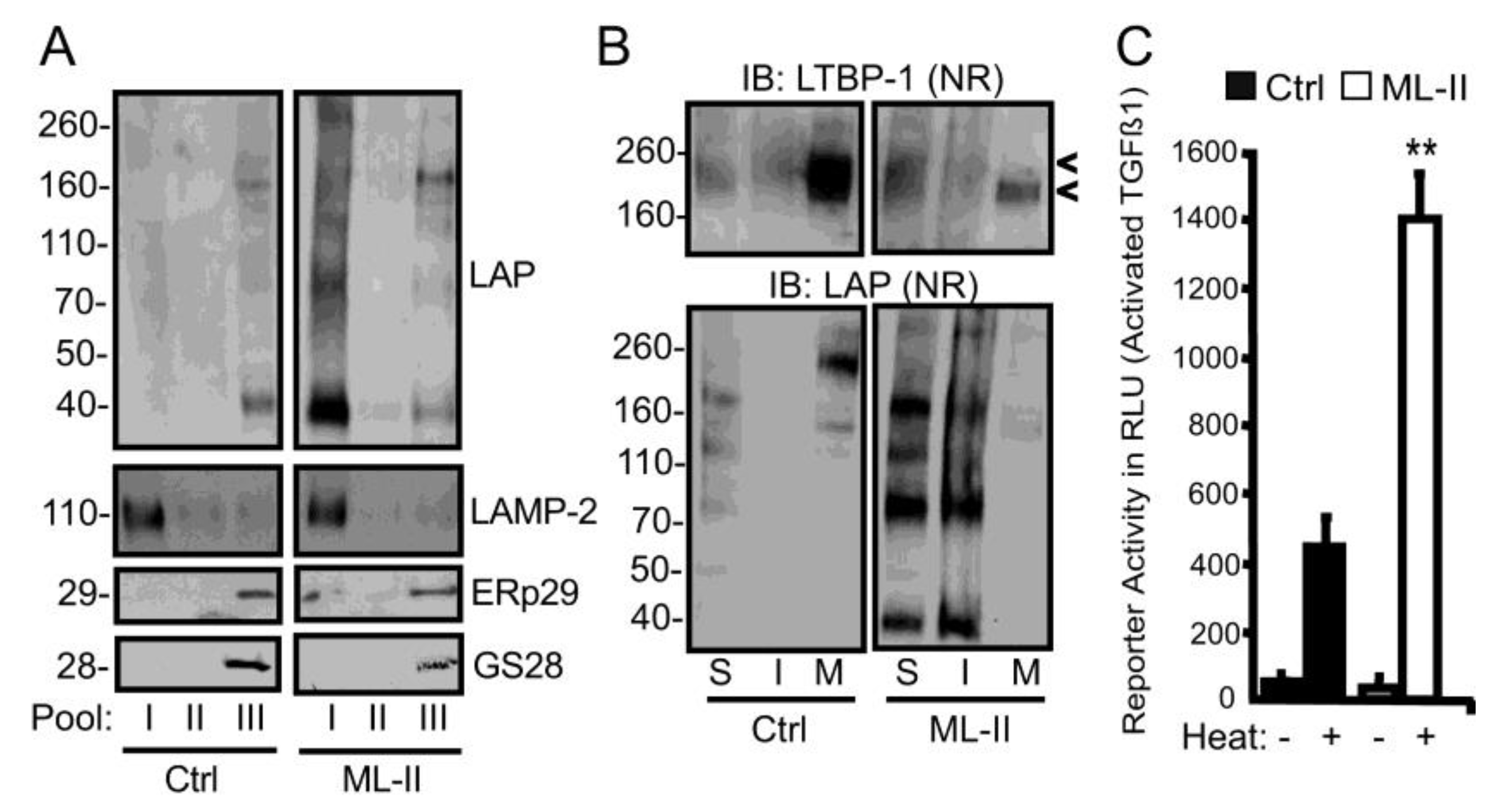 Biomolecules 10 00670 g003 Biomolecules 10 00670 g003