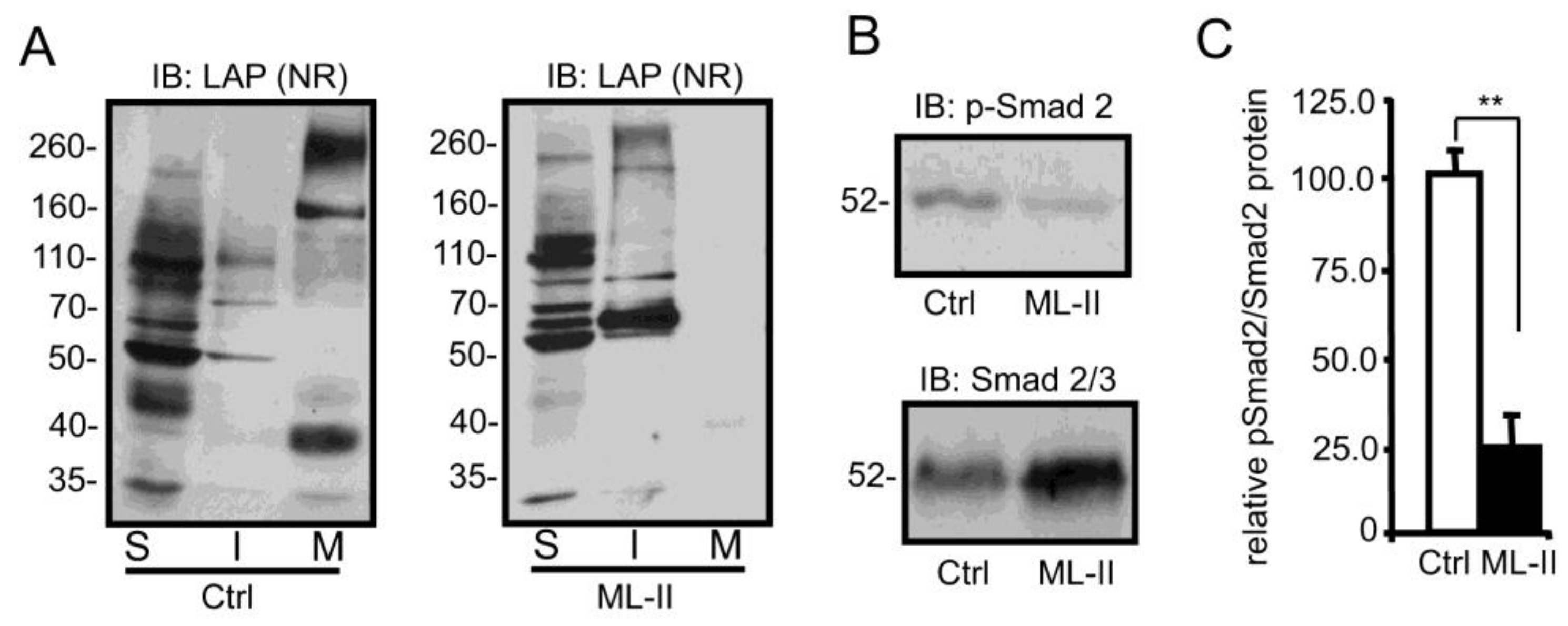 Biomolecules 10 00670 g004 Biomolecules 10 00670 g004
