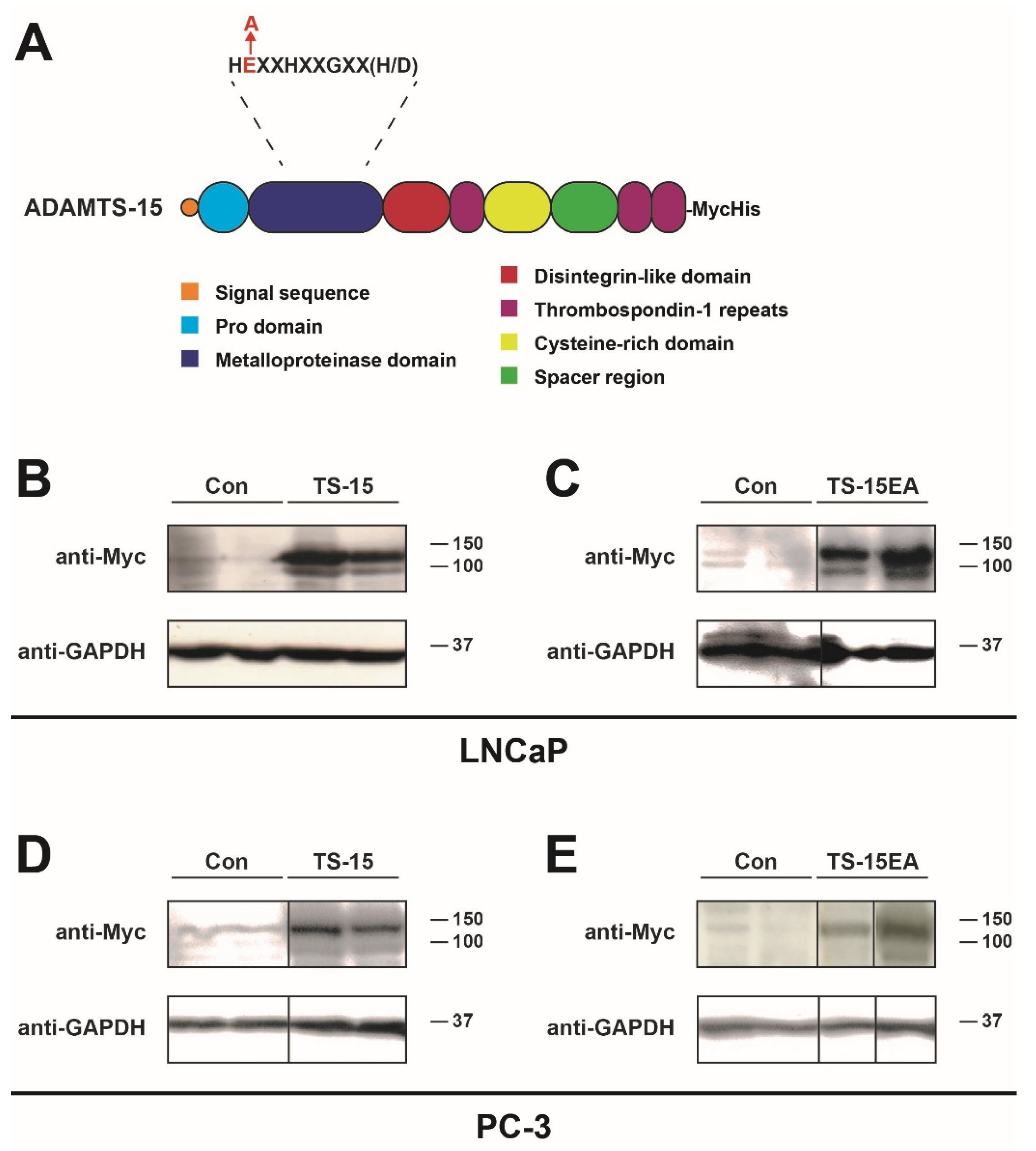Biomolecules 10 00682 g003 Biomolecules 10 00682 g003