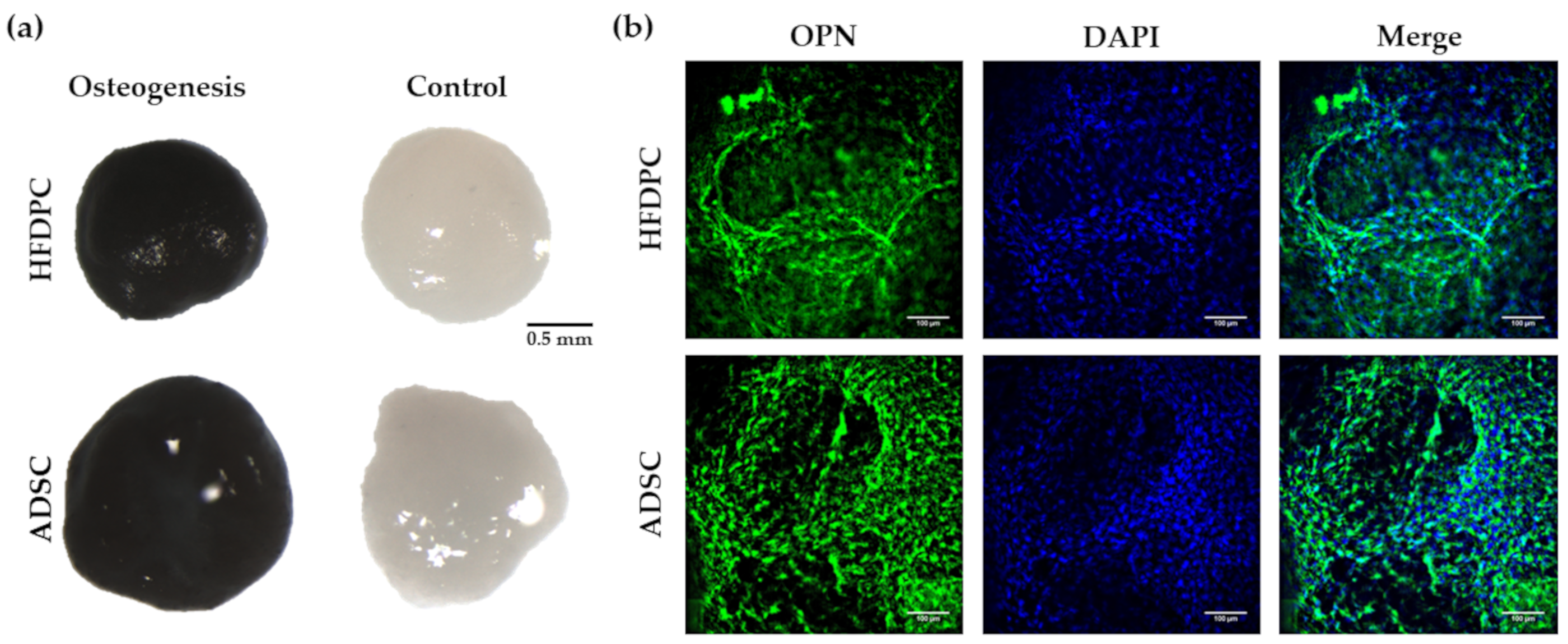 Biomolecules 10 00684 g008