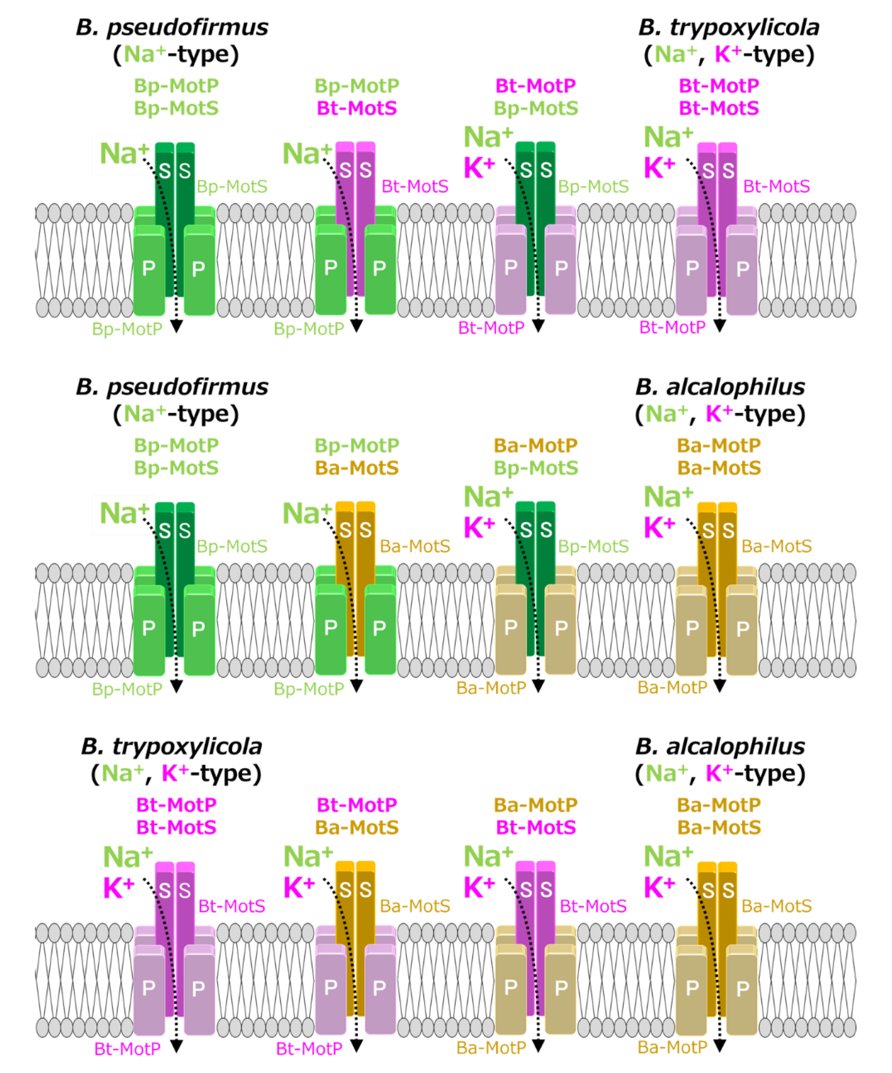 Biomolecules 10 00691 g010 Biomolecules 10 00691 g010