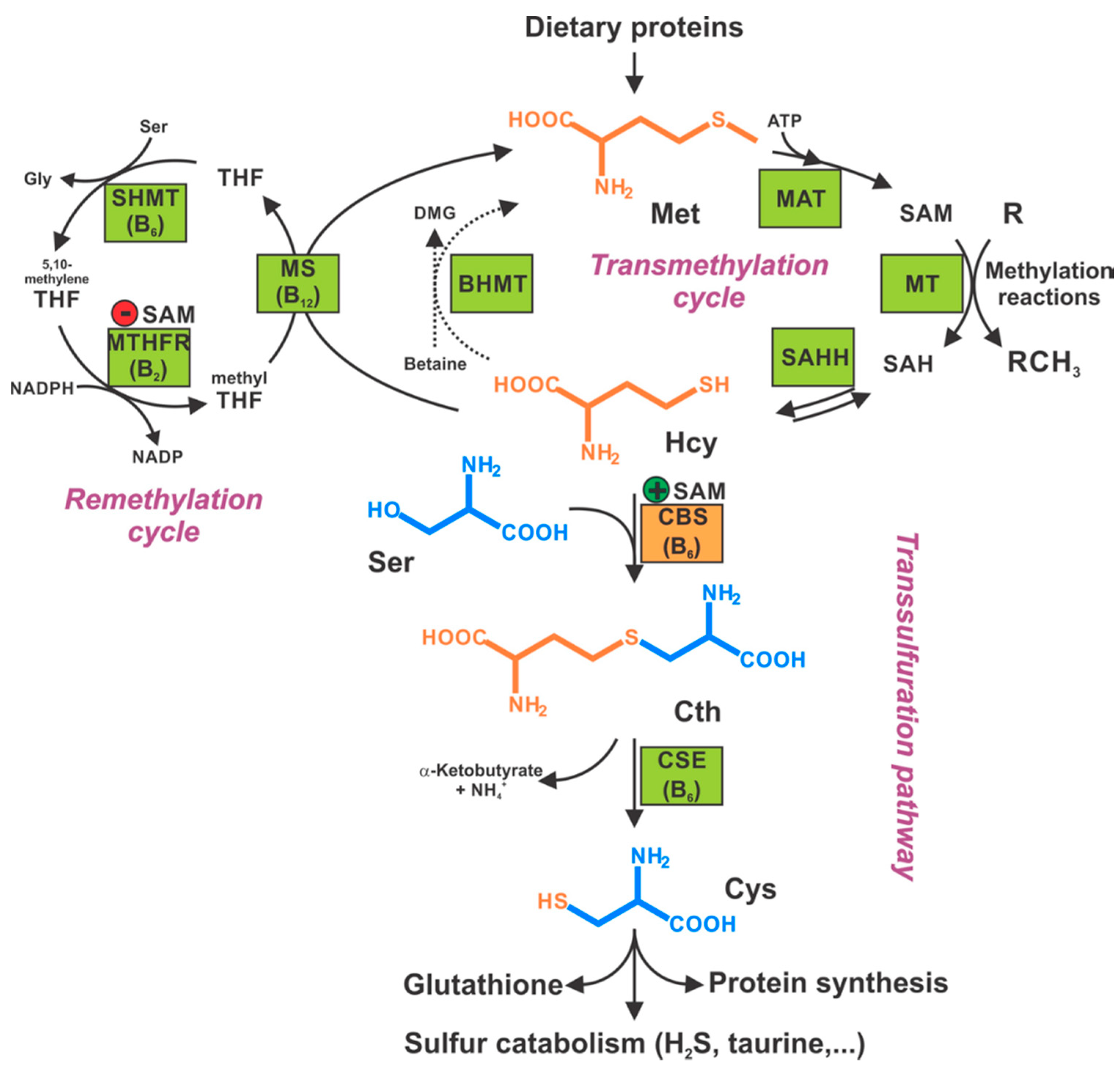 Biomolecules 10 00697 g001