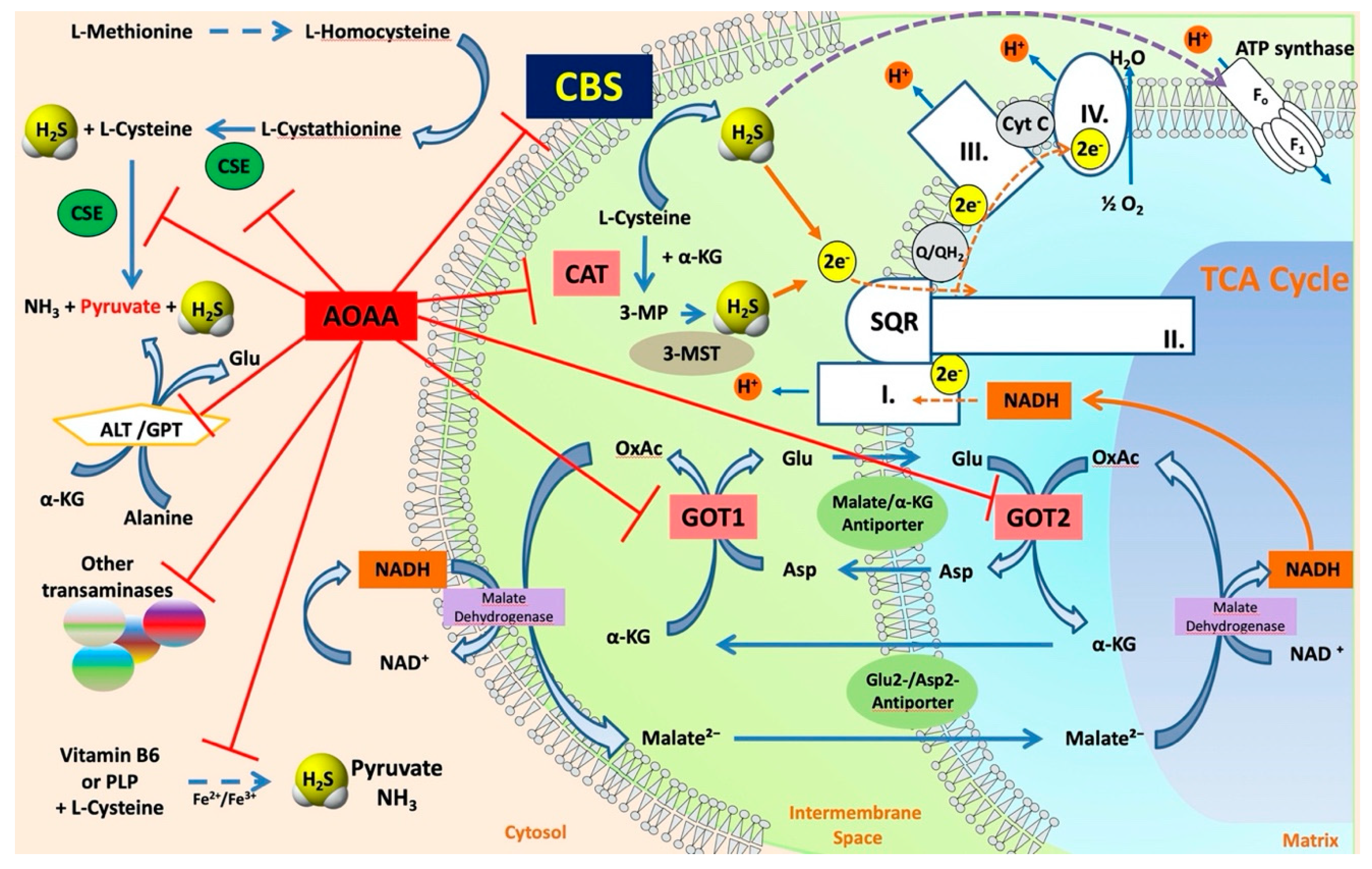 Biomolecules 10 00697 g012