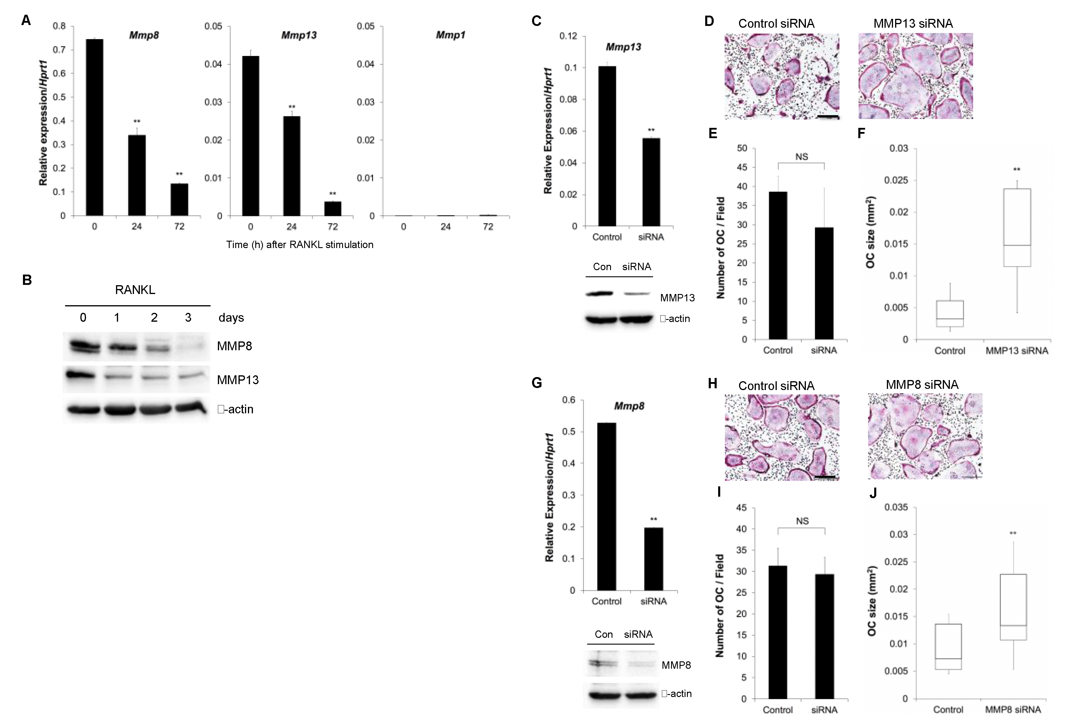 Biomolecules 10 00705 g001 Biomolecules 10 00705 g001