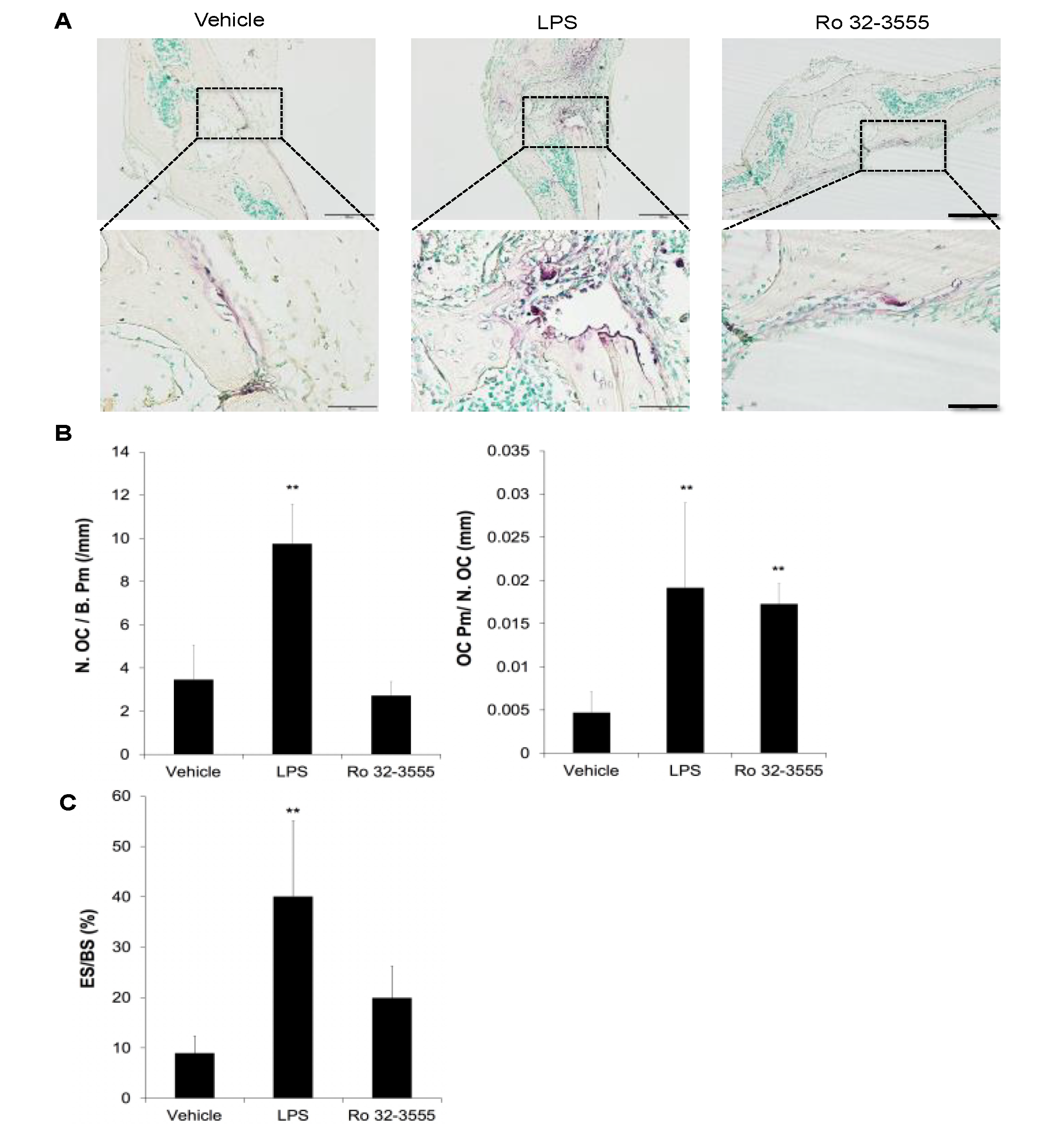 Biomolecules 10 00705 g003 Biomolecules 10 00705 g003