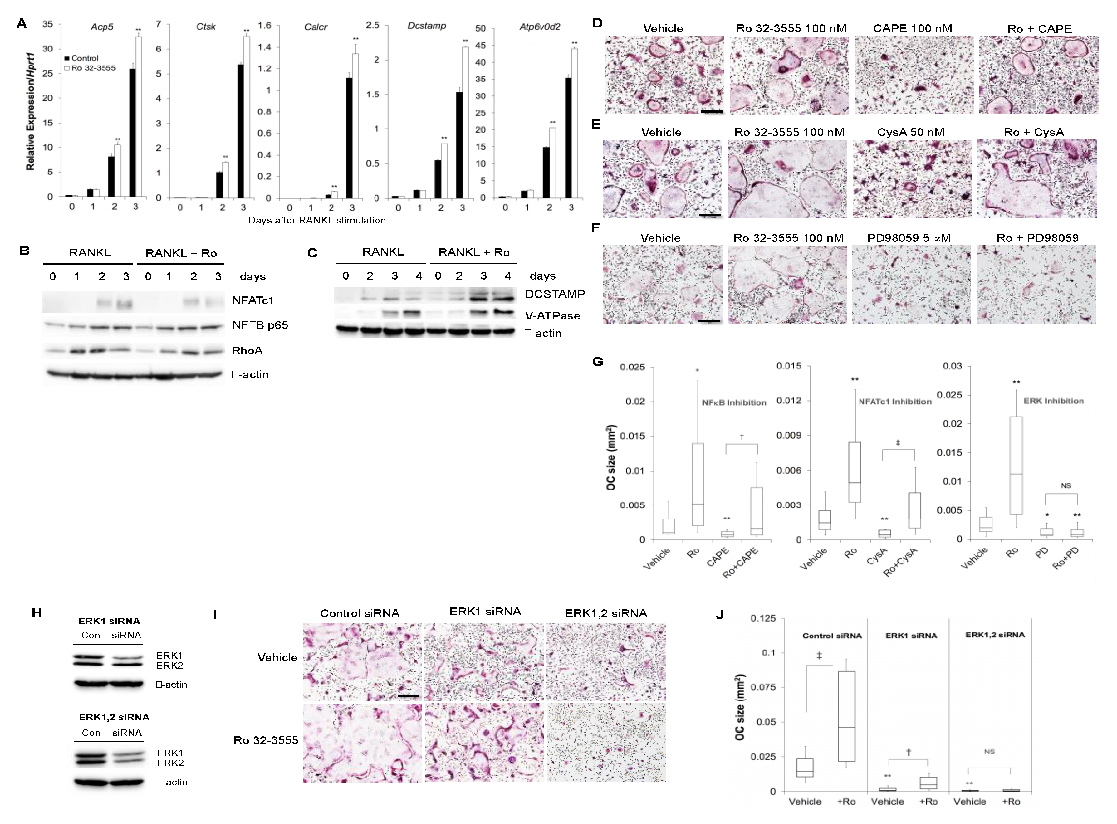 Biomolecules 10 00705 g004 Biomolecules 10 00705 g004