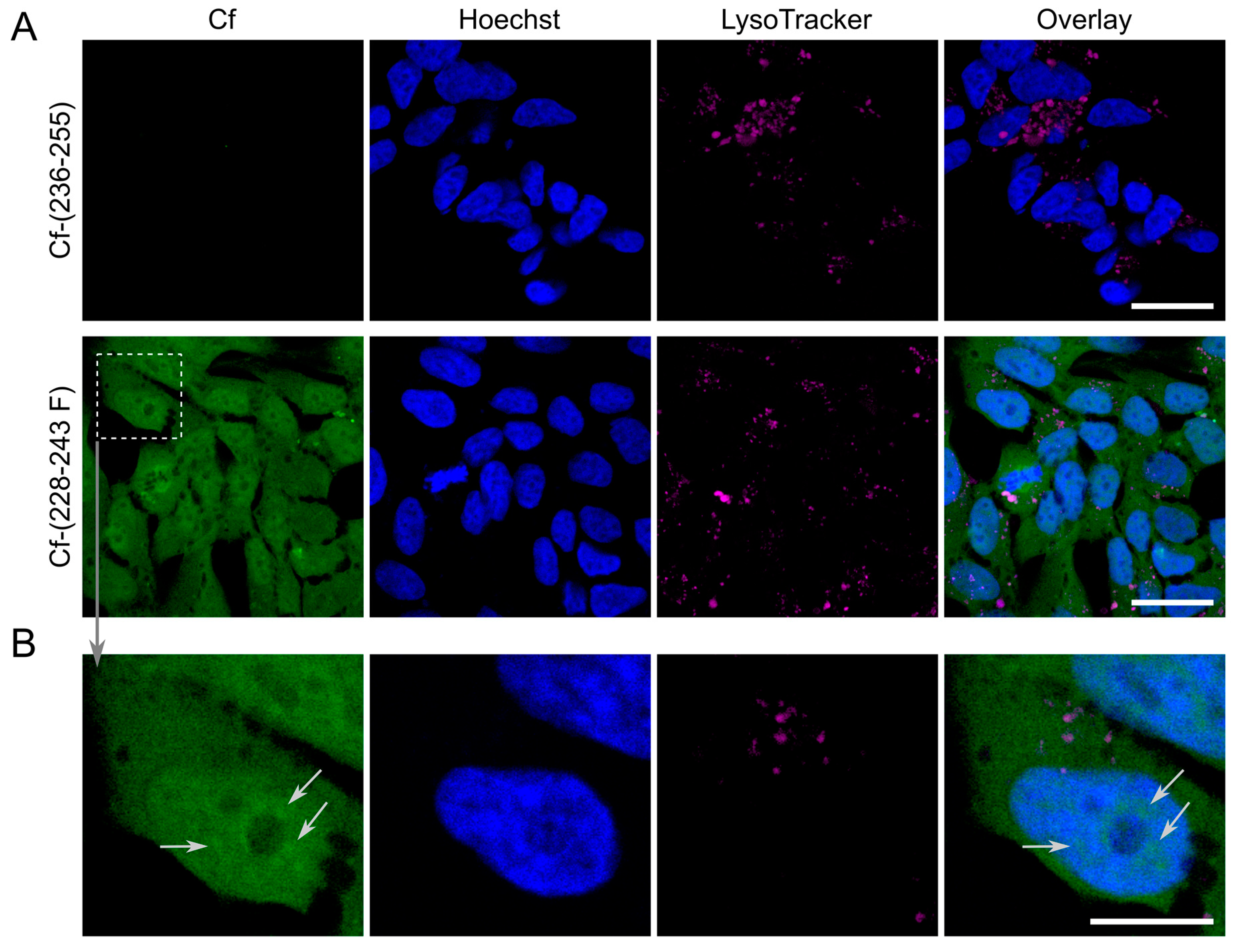 Biomolecules 10 00721 g007