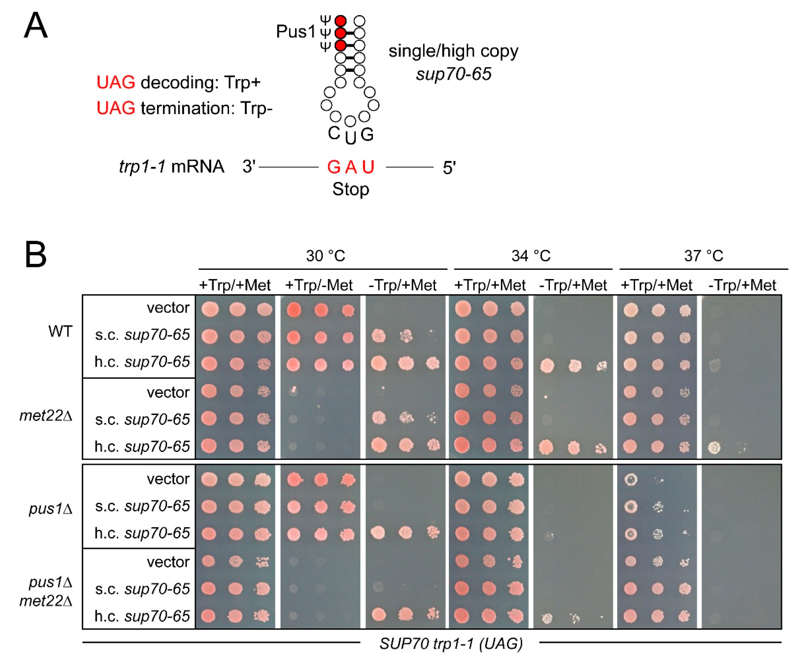Biomolecules 10 00729 g005 Biomolecules 10 00729 g005