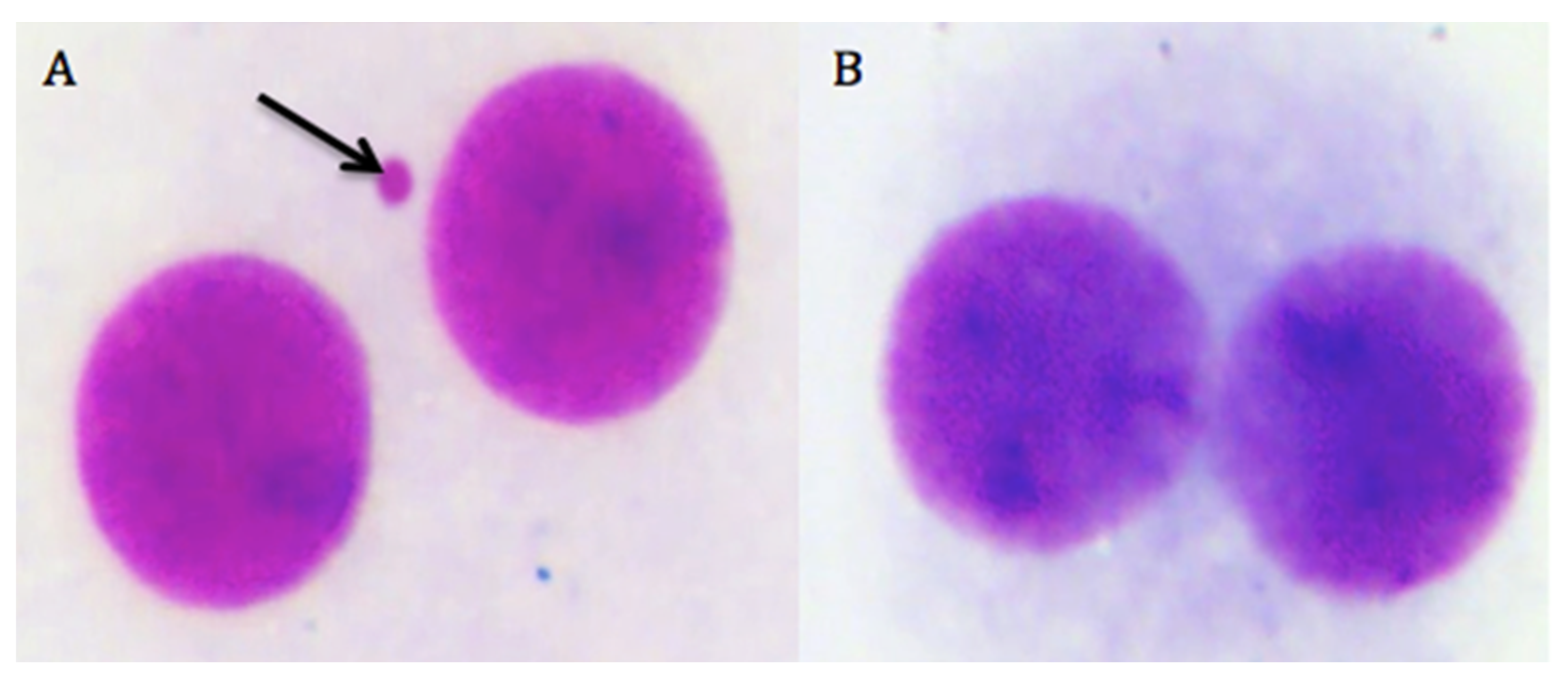 Biomolecules 10 00737 g008