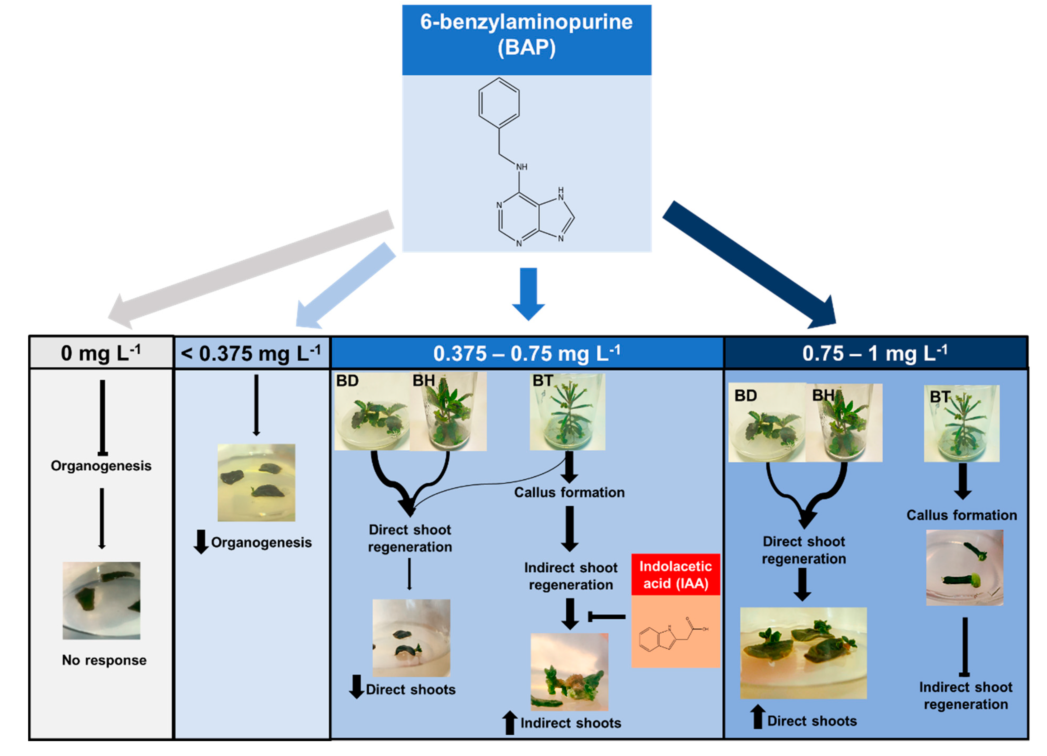 Biomolecules 10 00746 g002 Biomolecules 10 00746 g002