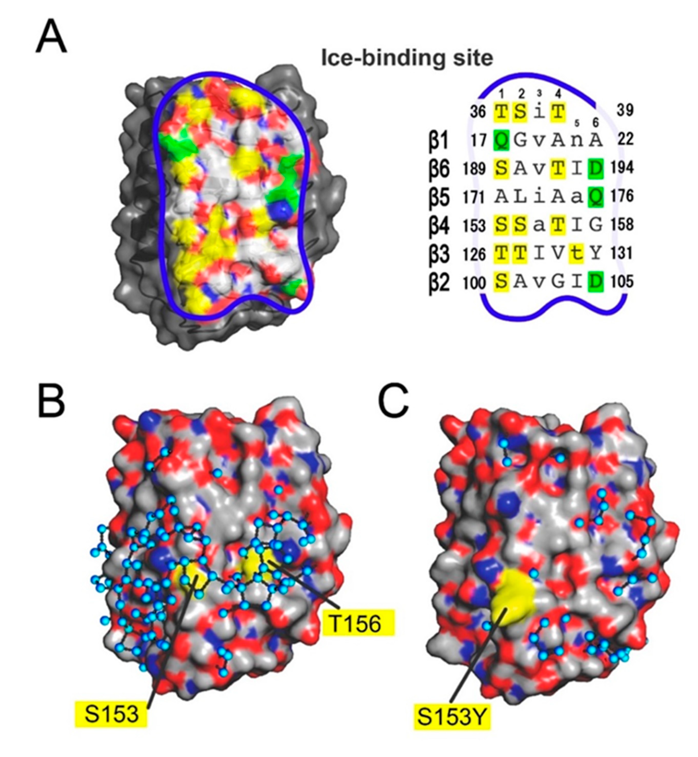 Biomolecules 10 00759 g004 Biomolecules 10 00759 g004