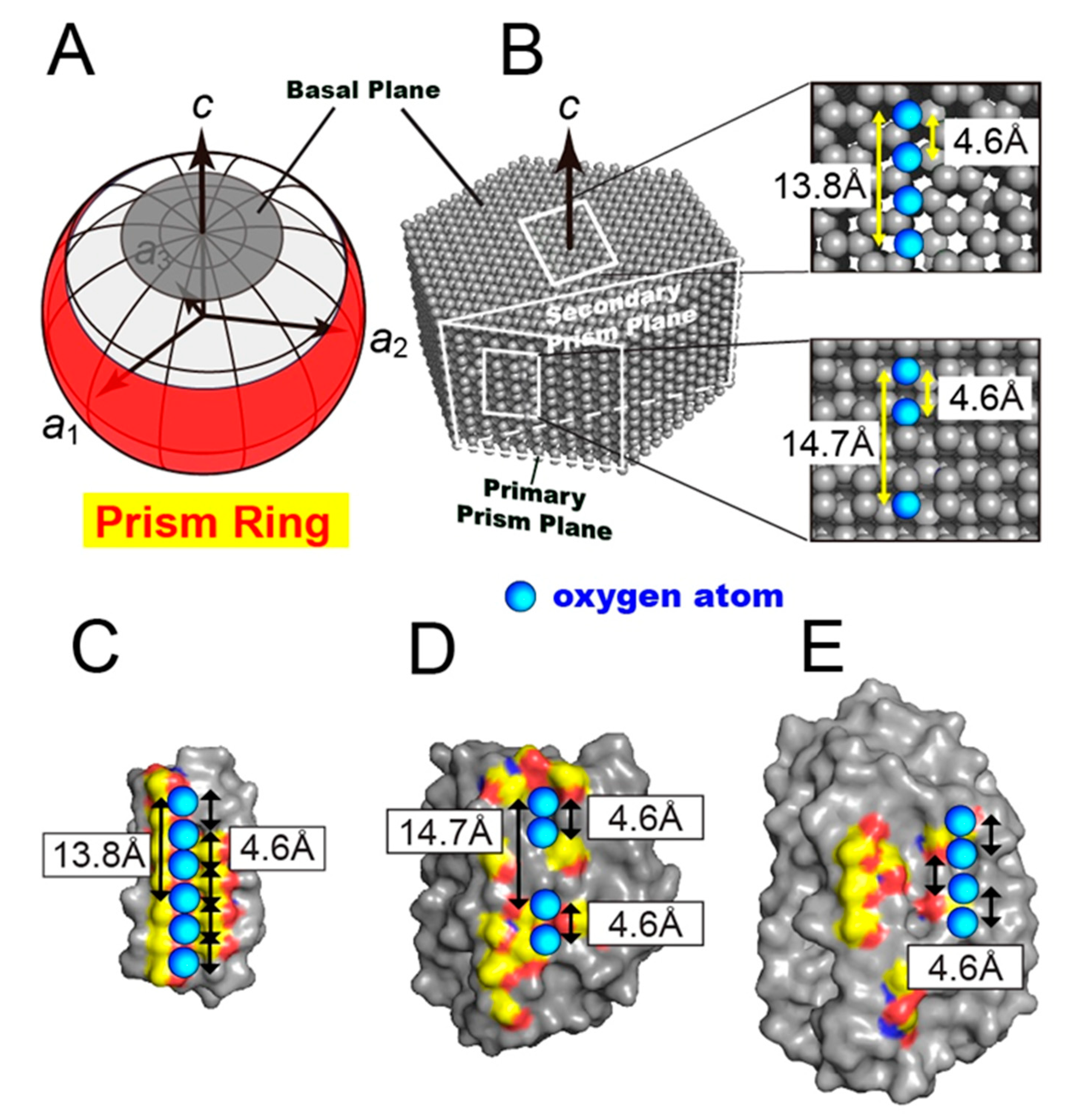 Biomolecules 10 00759 g005 Biomolecules 10 00759 g005