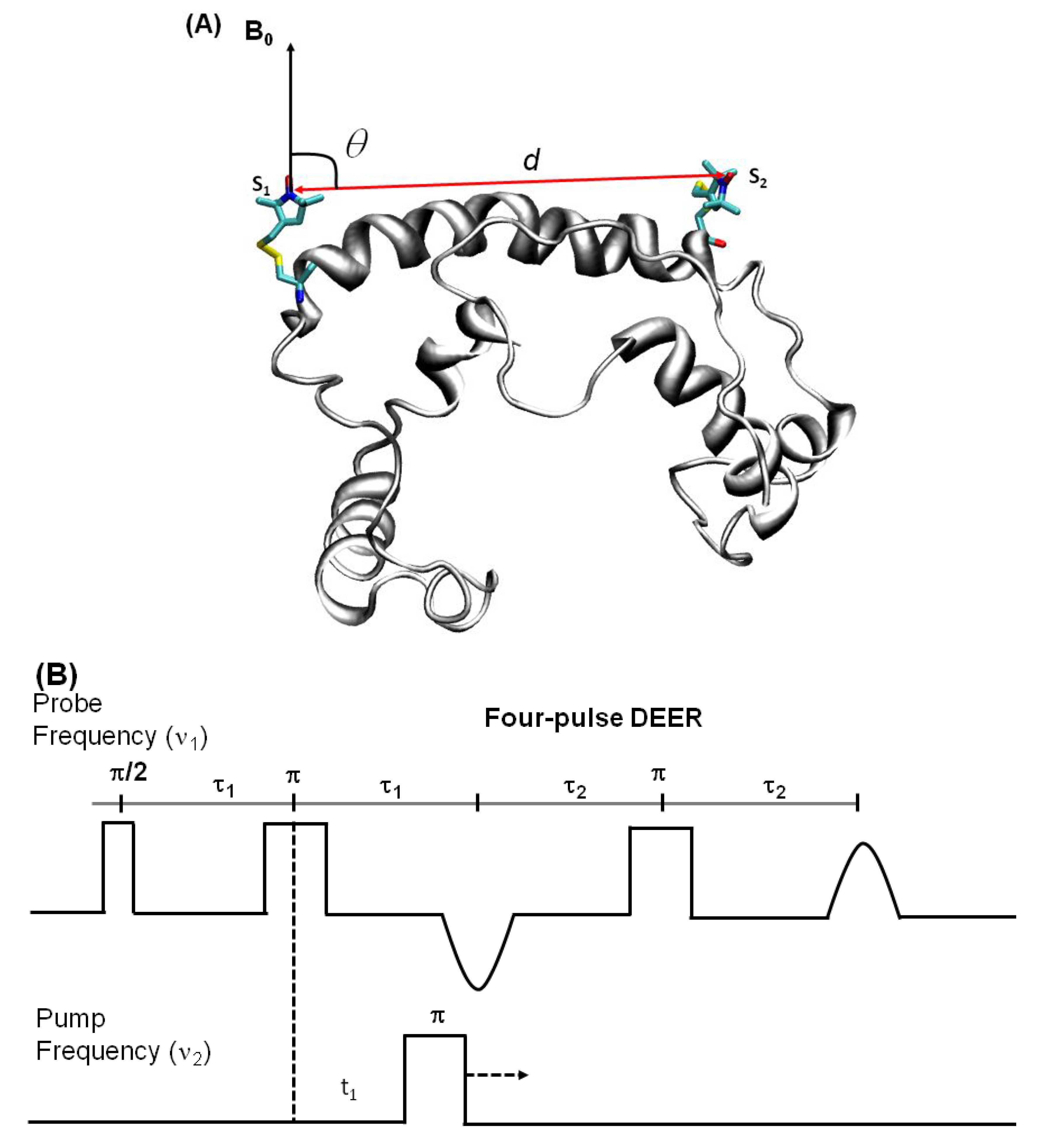 Biomolecules 10 00763 g008a