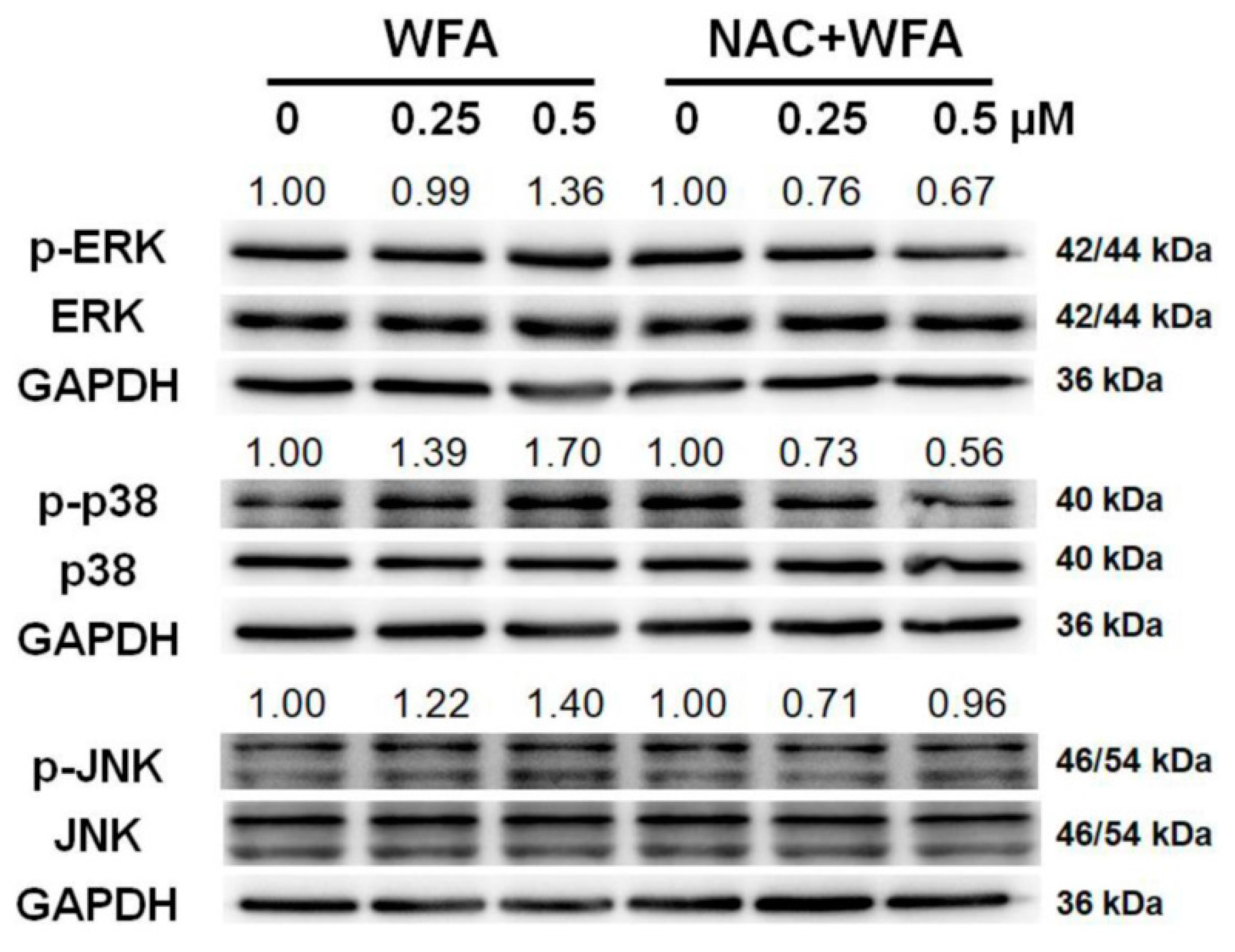 Biomolecules 10 00777 g007 Biomolecules 10 00777 g007
